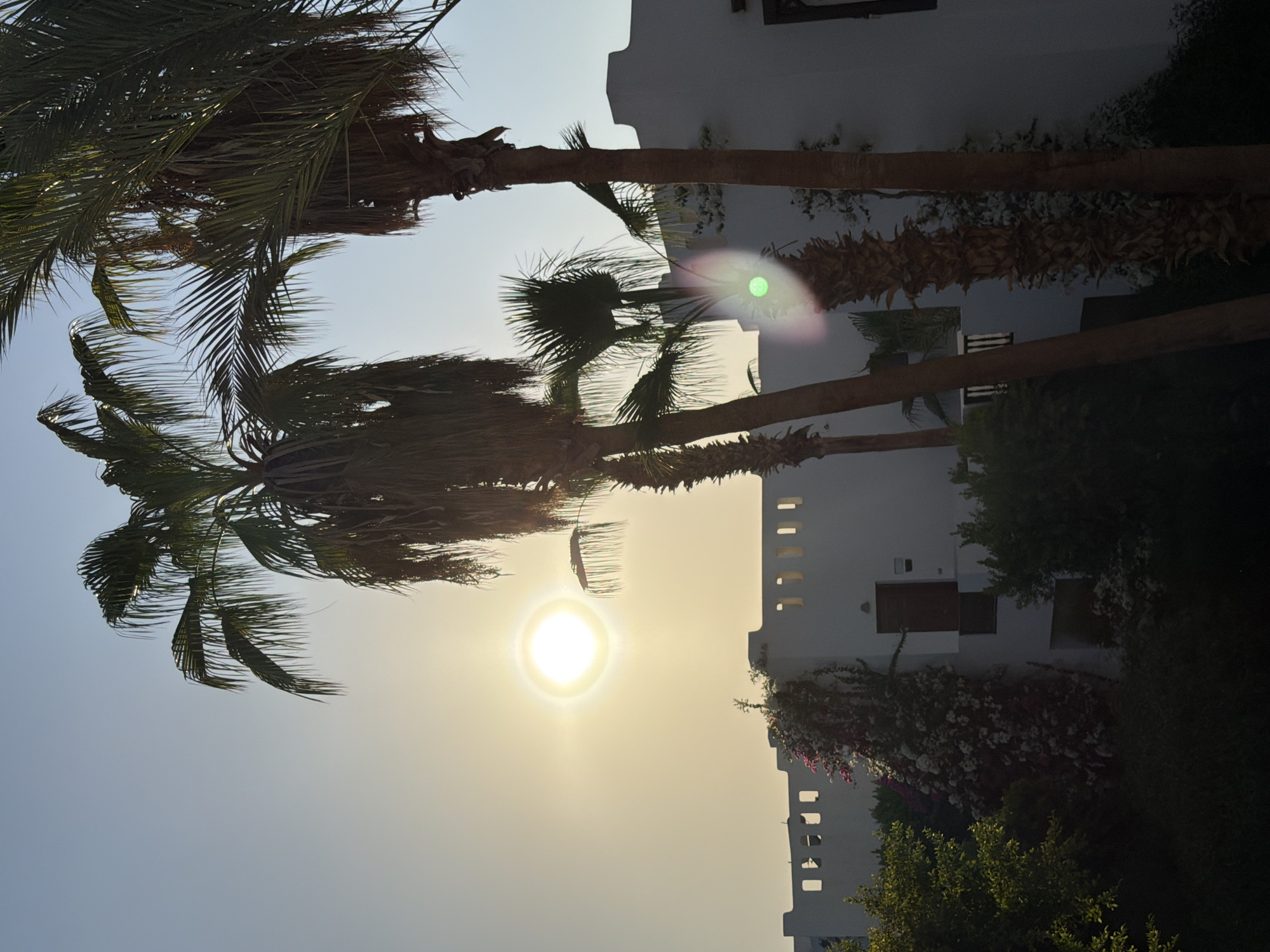 The image captures a view of a resort building in Sharm El Sheikh, Egypt, during what appears to be sunrise or sunset. Several palm trees are prominent in the foreground, with their fronds silhouetted against the bright sky. The sun is visible as a bright orb, casting a warm glow and creating lens flares. A white resort building with a modern architectural style is visible in the background, adorned with flowering vines. The environment suggests a tropical or subtropical climate. There are no people or animals visible in the frame.