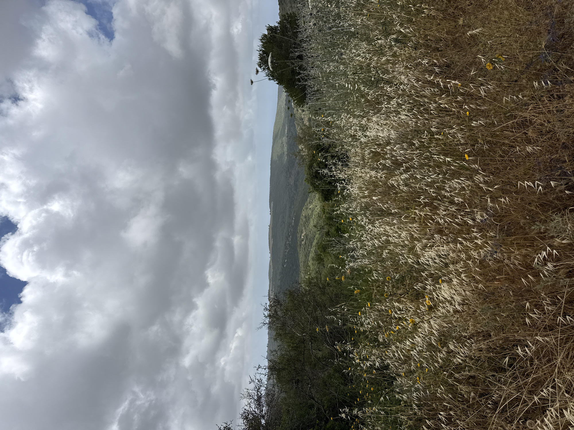 A landscape shot in Nesher, Israel, depicts a grassy field on the right side of the frame, sloping downward. Interspersed with the dry grass are small yellow flowers. A line of shrubbery separates the field from a distant, undulating green landscape. Above this line, a cloudy sky dominates the left half of the image, with patches of blue visible.