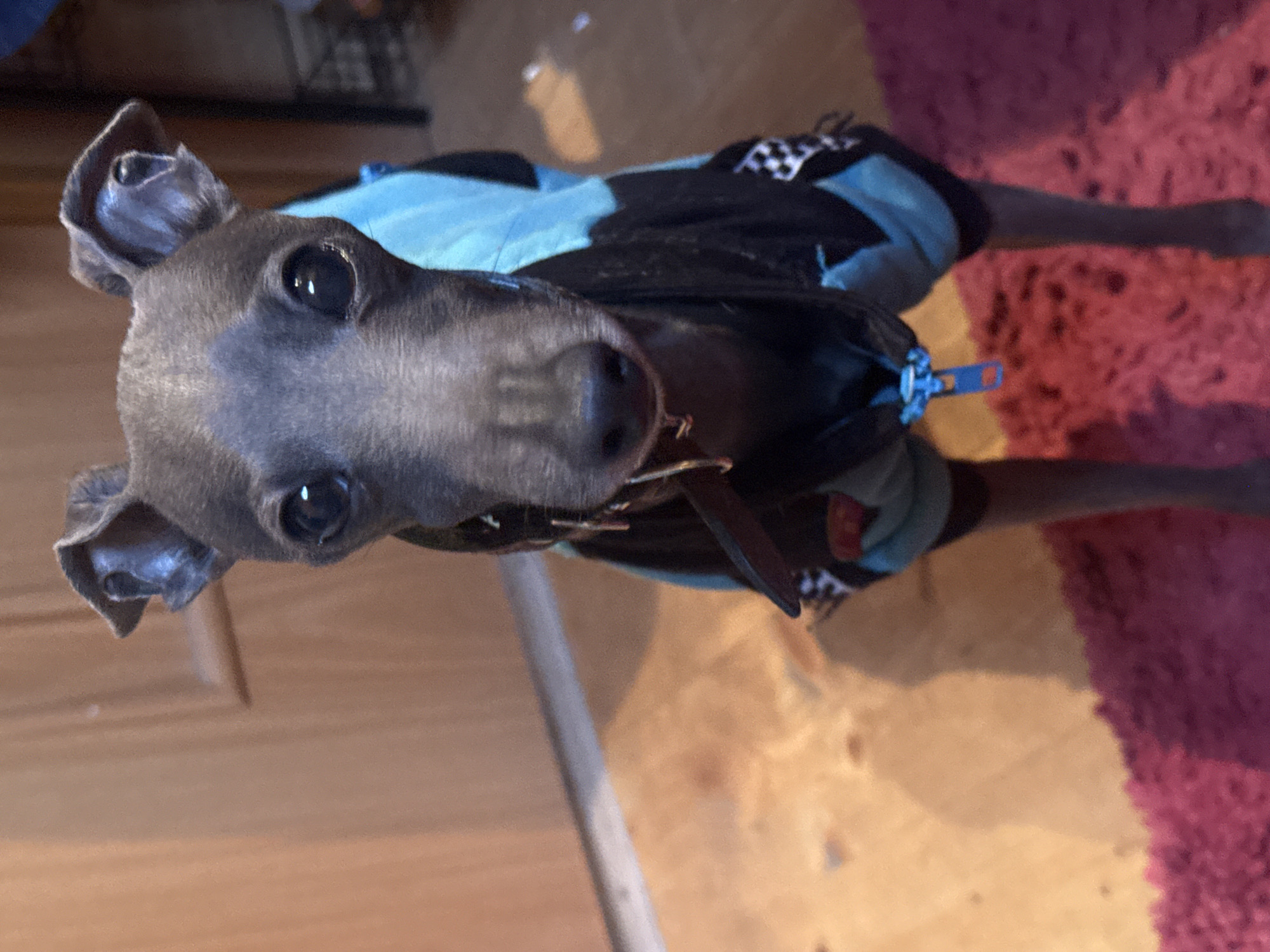 A grey Italian Greyhound stands indoors, facing the camera directly. The dog is wearing a blue and black dog coat with a checkered pattern on the sleeve. A brown collar is visible around its neck. The background includes a wooden door on the left and a reddish rug on the bottom right. The lighting suggests an indoor setting. There is no indication of Lyady, Russia in the image.