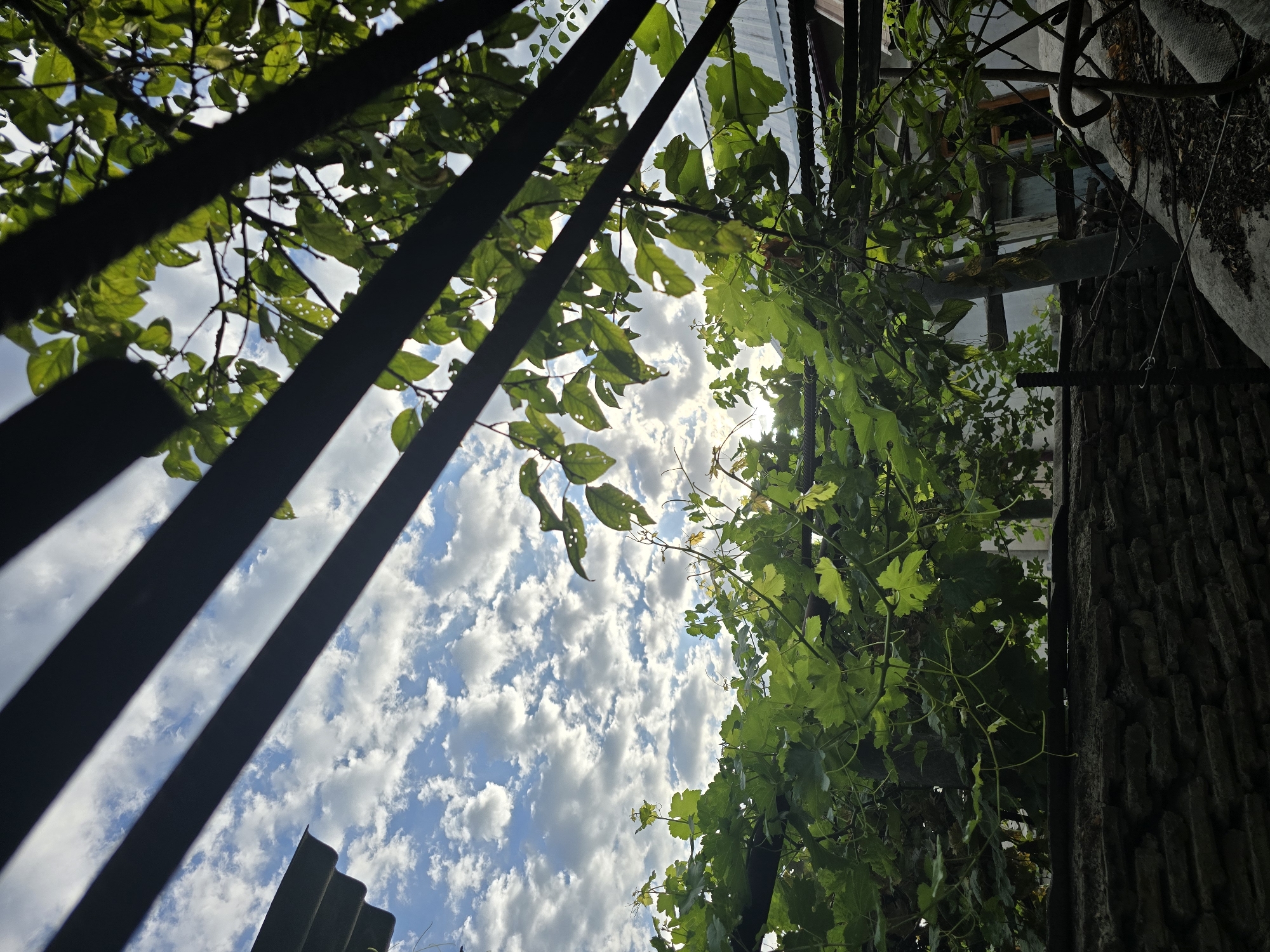 A low-angle, outdoor, full shot shows a cloudy sky peeking through a dark metal pergola structure covered in lush green grapevines. The sky, visible between the dark, horizontal beams of the pergola, is a vibrant blue dotted with numerous white, fluffy cumulus clouds. Sunlight filters through the leaves and the clouds, creating bright spots and dappled lighting on the foliage. The grapevines are dense and healthy, with large, lobed leaves and thin tendrils.
Beneath the vines, a stone wall constructed from rough, irregularly shaped grey stones forms the lower foreground. Behind the wall and vines, hints of a dwelling or outbuilding are visible, including a corrugated metal roof on the left and a lighter-colored wall with a doorway or window further back on the right. The overall scene suggests a backyard or garden area in a residential setting, likely during the daytime with fair weather. The image is static and captures a natural outdoor environment. No people or animals are present.
