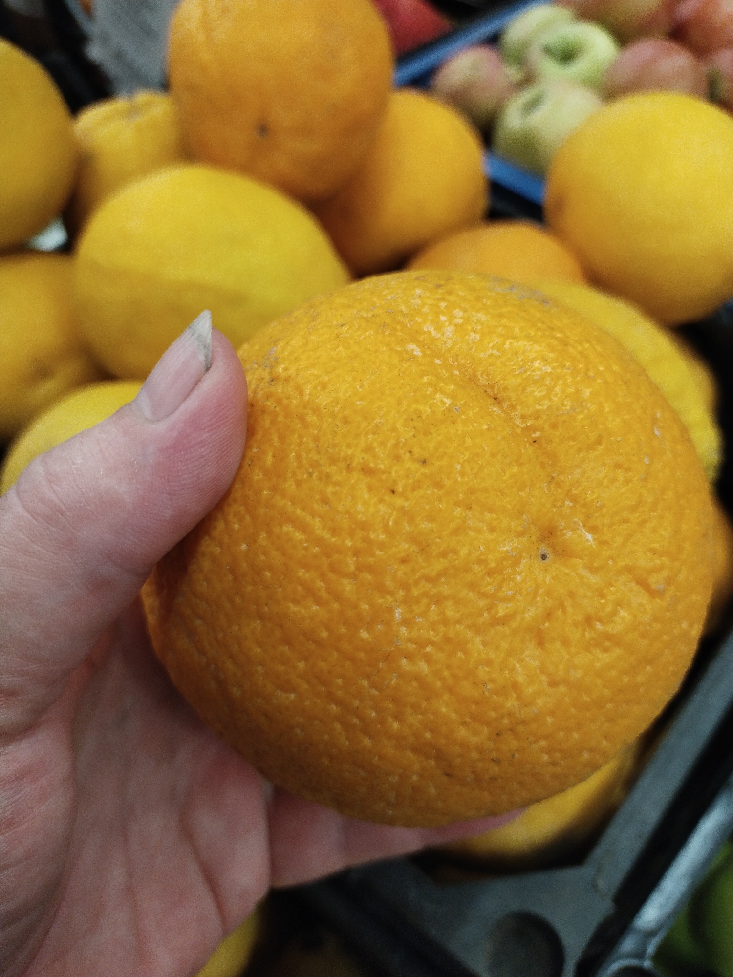 In the city of Horishni Plavni, Ukraine, a close-up shot captures a person's hand holding an orange. The orange is large, bright orange, and textured with a bumpy peel. The hand, with visible fingerprints and a slightly raised fingernail, is positioned to cradle the fruit. In the background, a blurred assortment of other citrus fruits, including more oranges and some yellow fruits, are visible, along with hints of green and red apples, suggesting a market or produce stand. The overall environment appears to be a display of fresh fruits.