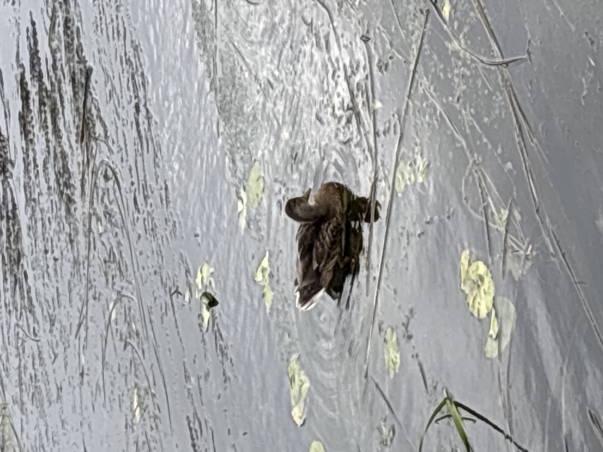 A single brown duck swims in the dark, rippling water of a body of water, likely a pond or lake, with scattered light green lily pads on the surface. Long, thin reeds and grass stalks are visible, some submerged and others emerging from the water, creating a natural, slightly wild setting. The water is murky with visible surface texture from ripples and currents. There are no people or man-made structures evident in the scene. The overall impression is one of a quiet, natural environment. The location in the city of Zvenigorod, Russia, suggests a natural reserve or a park area where such a scene would be found.