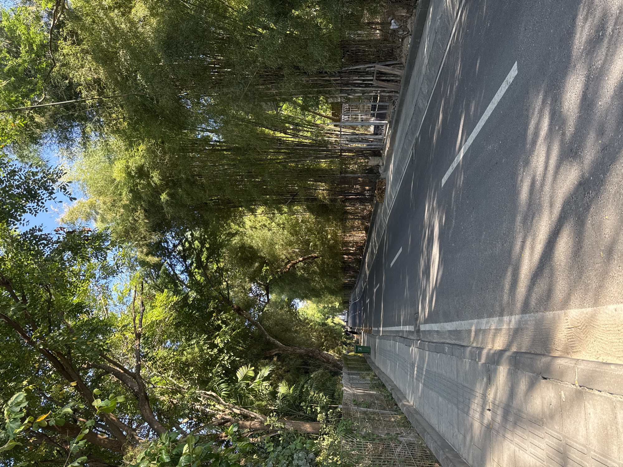 The image depicts a sunlit road bordered by dense tropical vegetation, likely in Kuta Selatan, Indonesia. On the right side, a thick grove of tall bamboo stalks forms a towering wall of vibrant green, its leaves casting dappled shadows onto the asphalt. A concrete curb separates the road from this natural boundary, and a metal grate or fence runs along the base of the bamboo in some sections, possibly for drainage or landscaping. A green trash bin is partially visible among the bamboo.
On the left side of the road, a diverse array of green trees and bushes creates a lush, leafy canopy, with glimpses of a clear blue sky visible through their branches. The asphalt road features clear white markings: a solid line delineates the edge, and a dashed line further into the road suggests a lane divider.
The bright, direct sunlight indicates a clear day, likely late morning or early afternoon, with distinct, elongated shadows from the foliage stretching across the road and sidewalk. No people or vehicles are visible, contributing to a serene atmosphere. The scene highlights the rich, natural environment bordering the roadway. There is no visible text in the image.