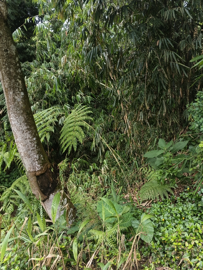 The image displays a dense, verdant natural environment located in Bình Hải, Vietnam. The scene is dominated by a variety of lush green foliage under natural, diffused daylight.
In the left foreground, a substantial tree trunk with light gray-brown, textured bark extends diagonally from the lower-left upward. Approximately one-third of the way up from its base, an irregular, dark brown cavity or depression is visible on its right side. Surrounding the base of this tree and extending into the midground are numerous large, vibrant green fern fronds with intricate pinnate leaf structures.
The upper and central portions of the image, as well as the right side, are densely populated with bamboo, characterized by numerous slender, upright stalks and abundant elongated, medium-green leaves. Interspersed among the bamboo and ferns is a diverse array of other green broad-leafed plants and dense ground cover. In the lower right quadrant, small-leafed plants form a thick carpet, with a few tiny yellow blossoms discernible. No individuals, animals, or man-made structures are present within the depicted area.