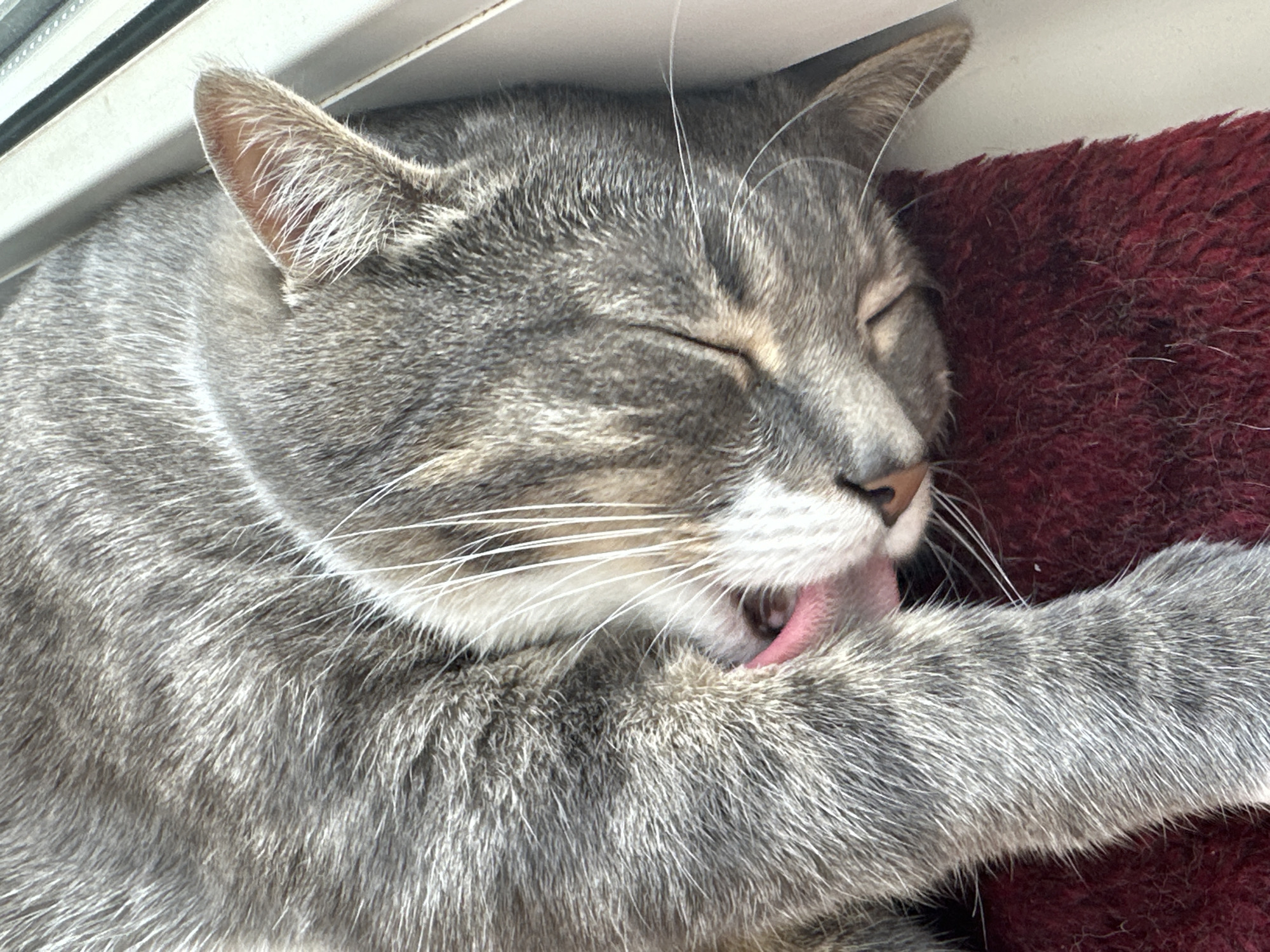 A close-up shot shows a gray tabby cat grooming its paw, which is positioned near its face. The cat's eyes are closed, and its pink tongue is visible as it licks its fur. The cat is lying on a red, textured surface, possibly a rug or mat, next to a white windowsill. The lighting suggests it is daytime, with light entering from the right side of the frame. The background is out of focus, highlighting the cat as the central subject.