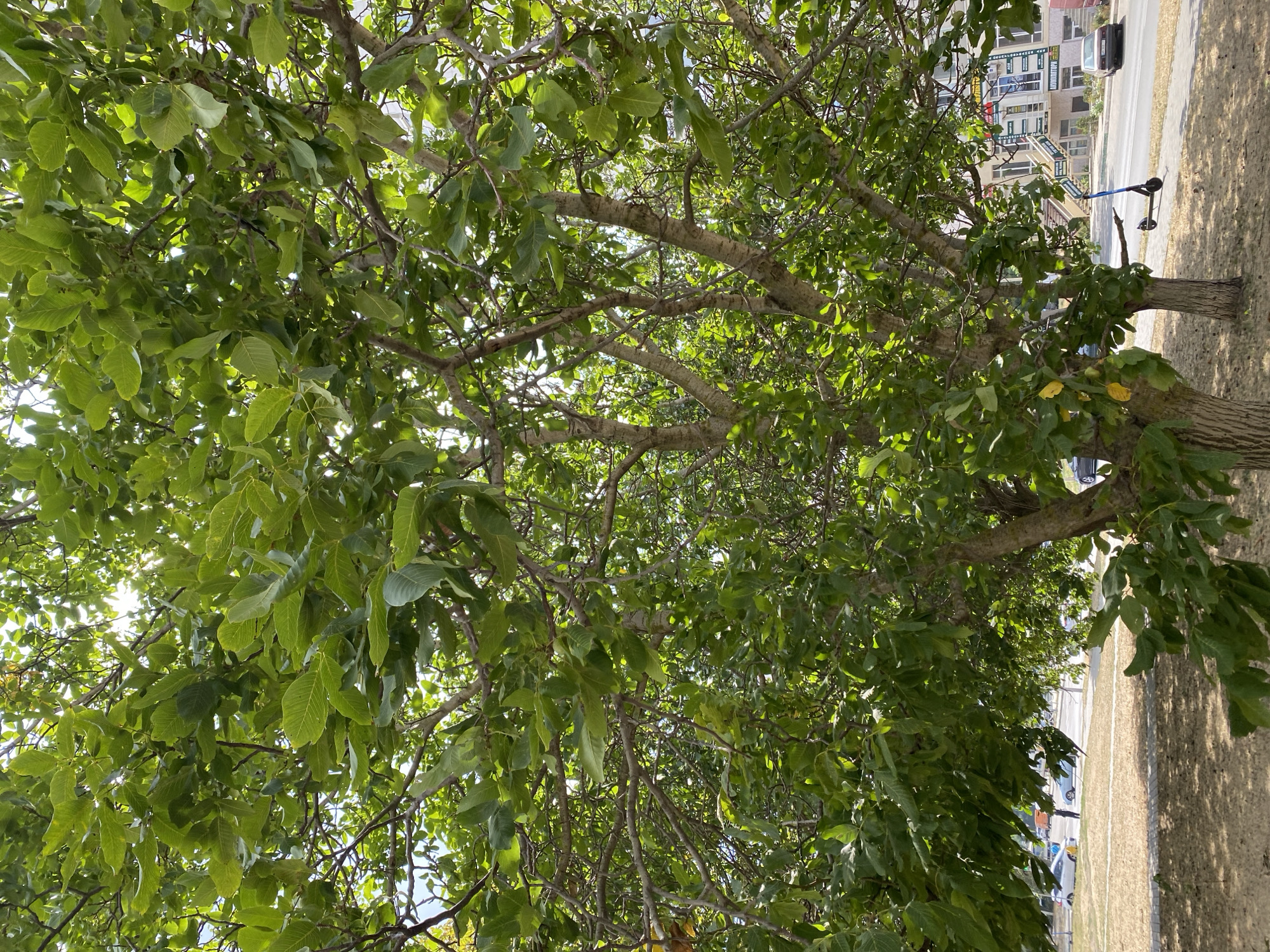 The image depicts a sun-dappled tree with abundant green leaves, likely a walnut tree, in the city of Chornomorsk, Ukraine. The tree's branches are thick and spread out, with sunlight filtering through the foliage, creating a dappled effect on the ground below. In the background, a street is visible with several cars parked and driving, including a silver sedan and a darker sedan. A blue electric scooter is parked on the sidewalk. Buildings line the street, appearing to be commercial establishments with various signs. The ground in the foreground is covered in dry grass and some patches of dirt. The scene suggests an urban environment with a prominent natural element.