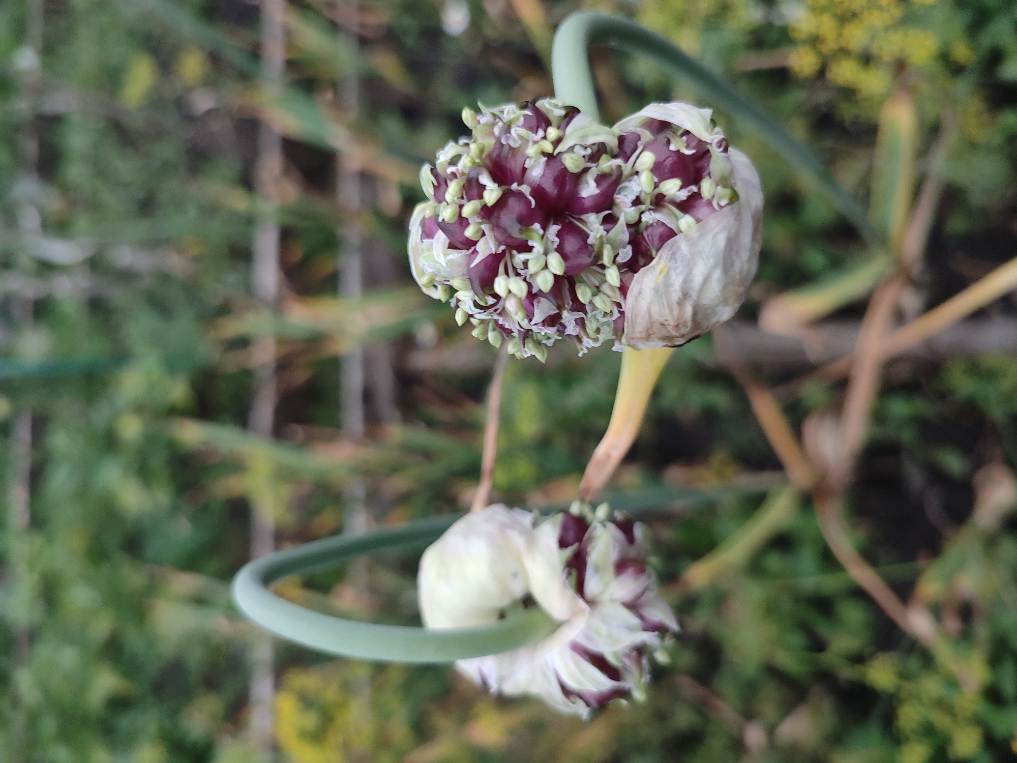 The image shows a close-up, vertical shot of two garlic scapes in a garden. The scapes are curly and green, with the flower heads at the ends. One scape on the left is mostly white with hints of purple and green. The scape on the right is more open, revealing a dense cluster of small purple buds and pale green florets. The background is a blur of green foliage and some wooden structures, suggesting an outdoor setting, likely a garden. There is no indication of Il'bukhtino, Russia in the image itself.