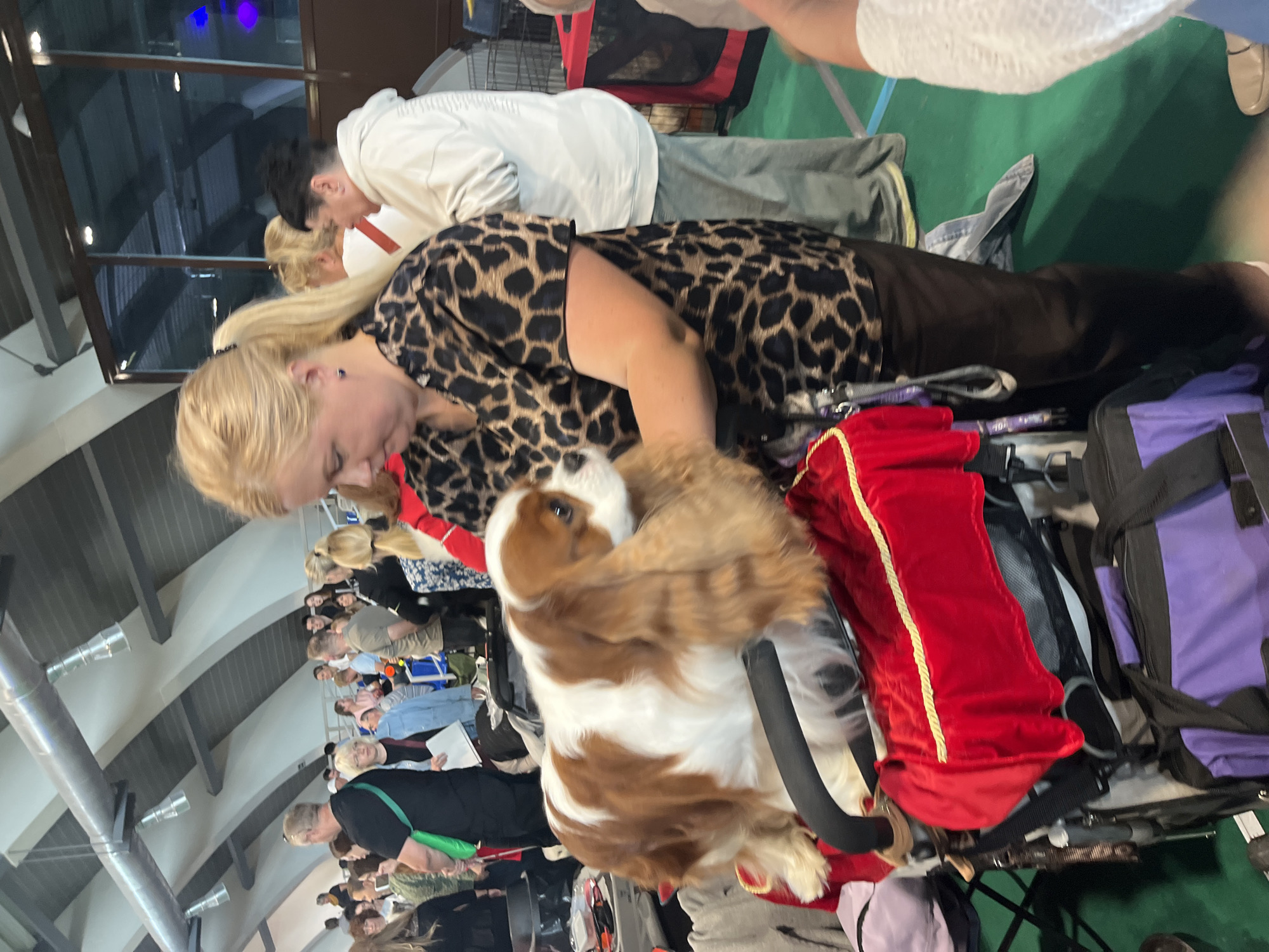 In a large indoor venue, possibly a dog show, a woman with blonde hair pulled back in a ponytail is grooming a Cavalier King Charles Spaniel. She is wearing a leopard-print blouse and dark pants. The dog, predominantly white with brown markings, is positioned on a cart covered with a red cloth. The background shows a crowd of people, some standing, some seated, and various cages. The architecture of the venue features a sloped ceiling with exposed beams and lighting fixtures. The floor is a green surface, possibly artificial turf. The scene suggests a public event with a focus on canines. The specific location in Lahojsk selsaviet, Belarus, cannot be determined from the visual information present.
