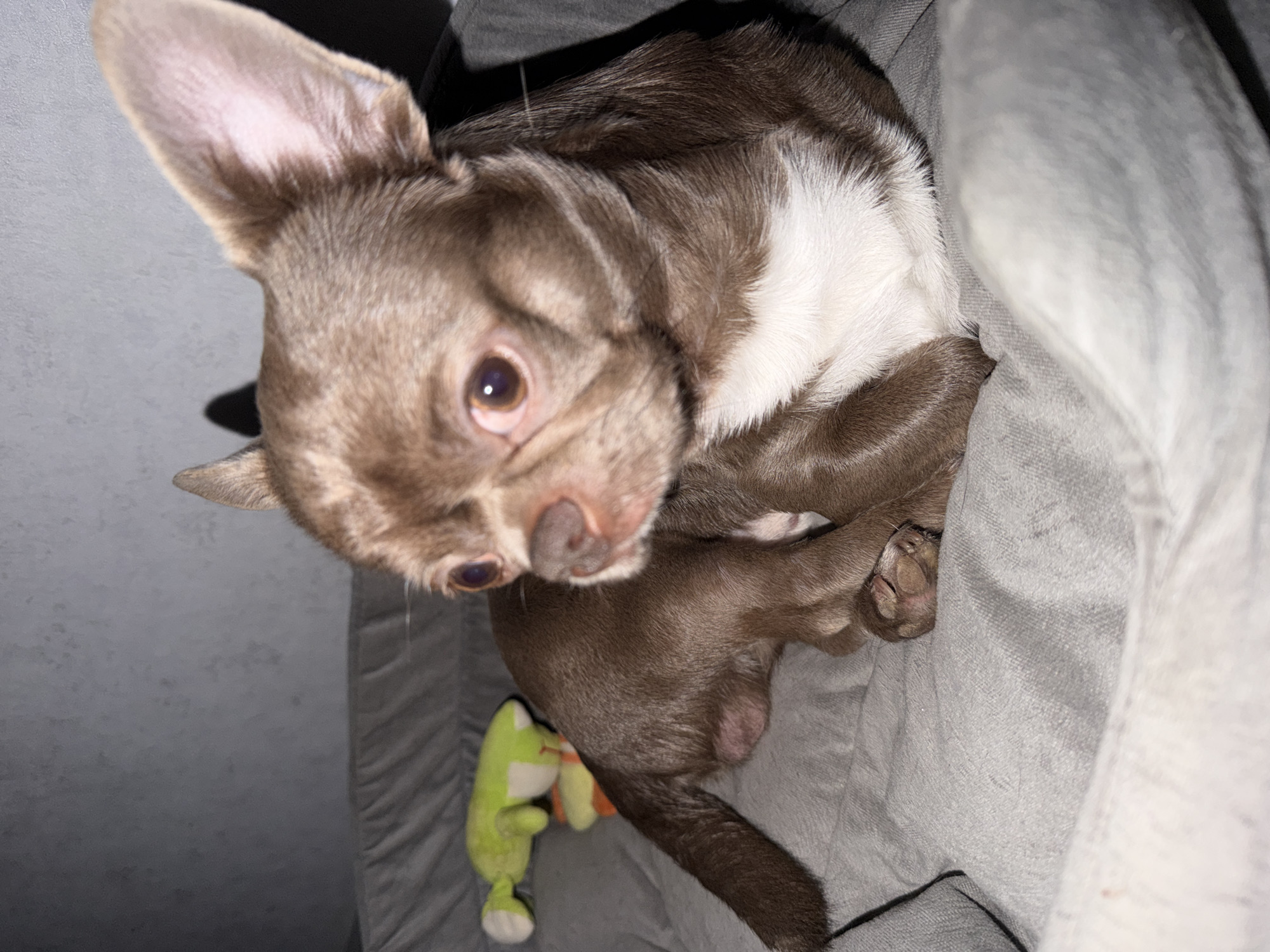 A brown and white Chihuahua puppy is lying on a gray fabric surface. The puppy has one ear erect and the other down. A green plush frog toy is next to the puppy's hindquarters. There is no evidence to support that the location is Votkinsk, Russia.