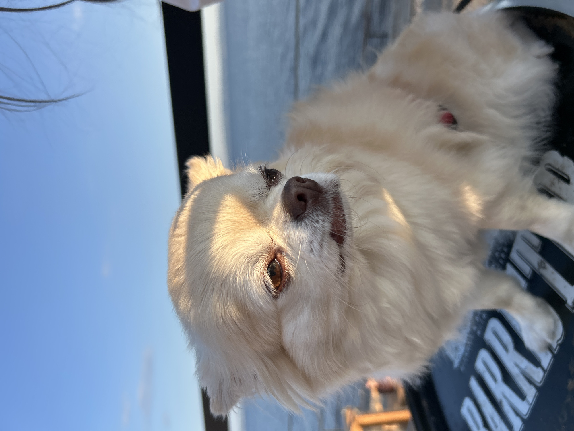 The image shows a close-up of a small, light-colored dog, likely a Pomeranian or similar breed, with fluffy fur and brown eyes. The dog is looking slightly upwards and to the left, with its head tilted. Sunlight is illuminating its face from the left, casting a warm glow and creating highlights on its fur. The dog appears relaxed or content.
In the background, there is a clear blue sky on the left side and a blurry, dark surface on the right, which seems to be a part of a boat or a dock with some text visible. The text appears to be "PARK" in large, white, capitalized letters against a dark background.
The overall scene suggests an outdoor setting, possibly near water, given the blue sky and the hints of a dock or boat. The lighting indicates it is likely daytime, with the sun relatively low in the sky, suggesting either morning or late afternoon. There are no people prominently featured, though a sliver of dark hair is visible at the very top left edge of the frame, which could belong to a person. The focus is clearly on the dog. The image appears to have been taken in Tolyatti, Russia.