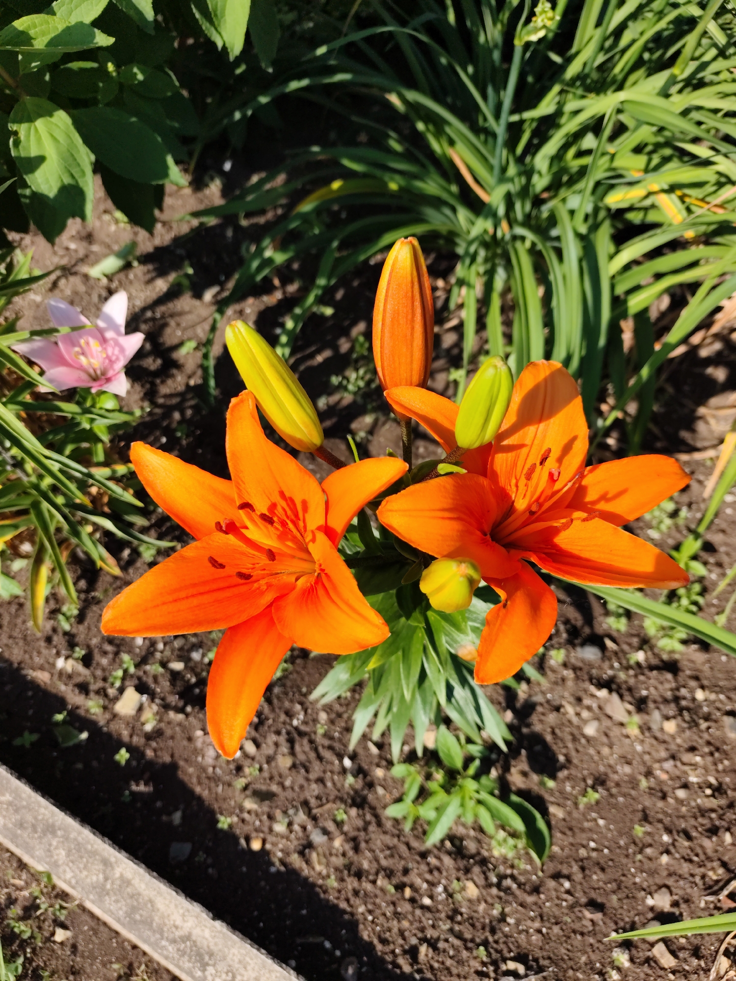 In Komsomolsk-on-Amur, Russia, a close-up shot captures a vibrant garden scene bathed in sunlight. The focal point is a cluster of orange lilies in full bloom, their petals unfurling towards the viewer. Several unopened buds, tinged with green and orange, accompany the flowers, hinting at future blooms. A single, delicate pink lily, slightly out of focus, is visible in the background, adding a softer hue to the composition. Lush green foliage forms a dense backdrop, with shadows cast by the sunlight dappling the dark, rich soil below. A concrete border is partially visible in the foreground, suggesting the edge of a garden bed. The image conveys a sense of natural beauty and the burgeoning life of a summer garden.