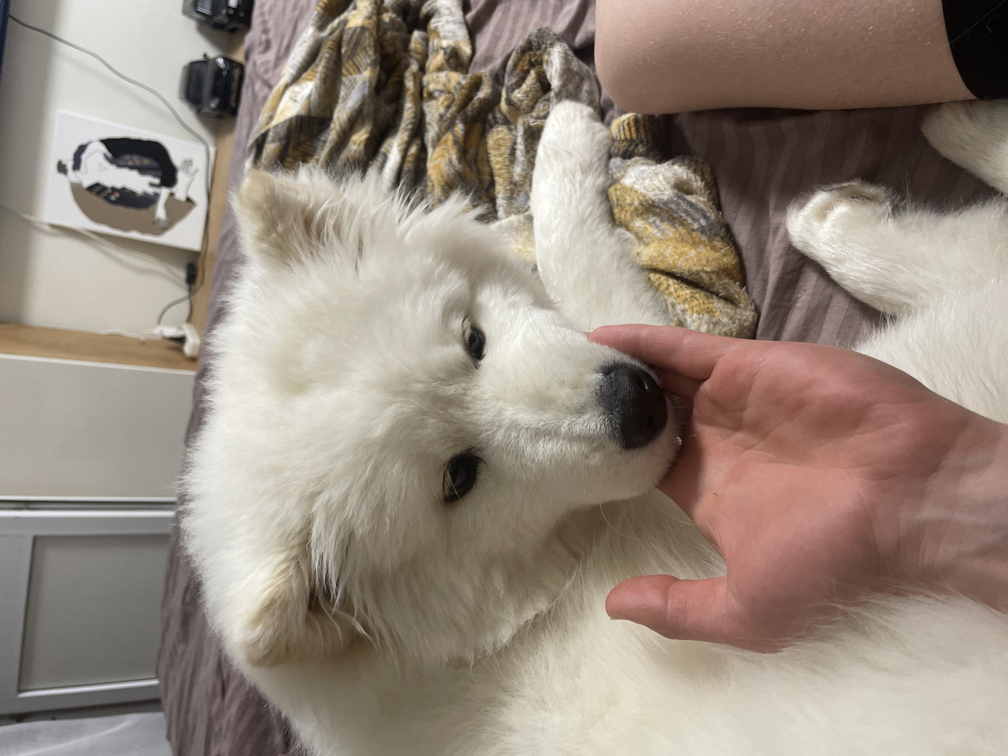 A white Samoyed puppy lies on a brown and gold patterned blanket on a bed, being petted by a hand. A piece of furniture and a picture are visible in the background. The location is Unknown, Unknown.