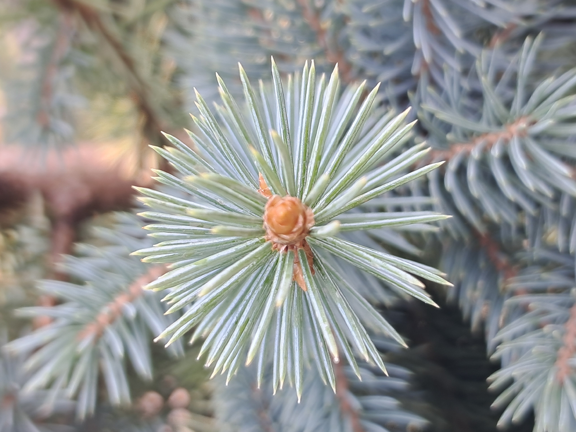 The image is a close-up, macro photograph of the tip of a spruce tree branch. The needles are a dusty blue-green color and are densely packed, radiating outwards from a central bud. The bud itself is a light brown, cone-shaped structure with visible scale-like segments. The background is blurred, showing more of the tree's foliage, with hints of brown branches and lighter green accents. The lighting suggests an outdoor setting, possibly during the daytime, with soft light illuminating the needles. There are no people or animals visible in the image. The context of Ivanivka, Ukraine, is not discernible from the visual information presented in the photograph.