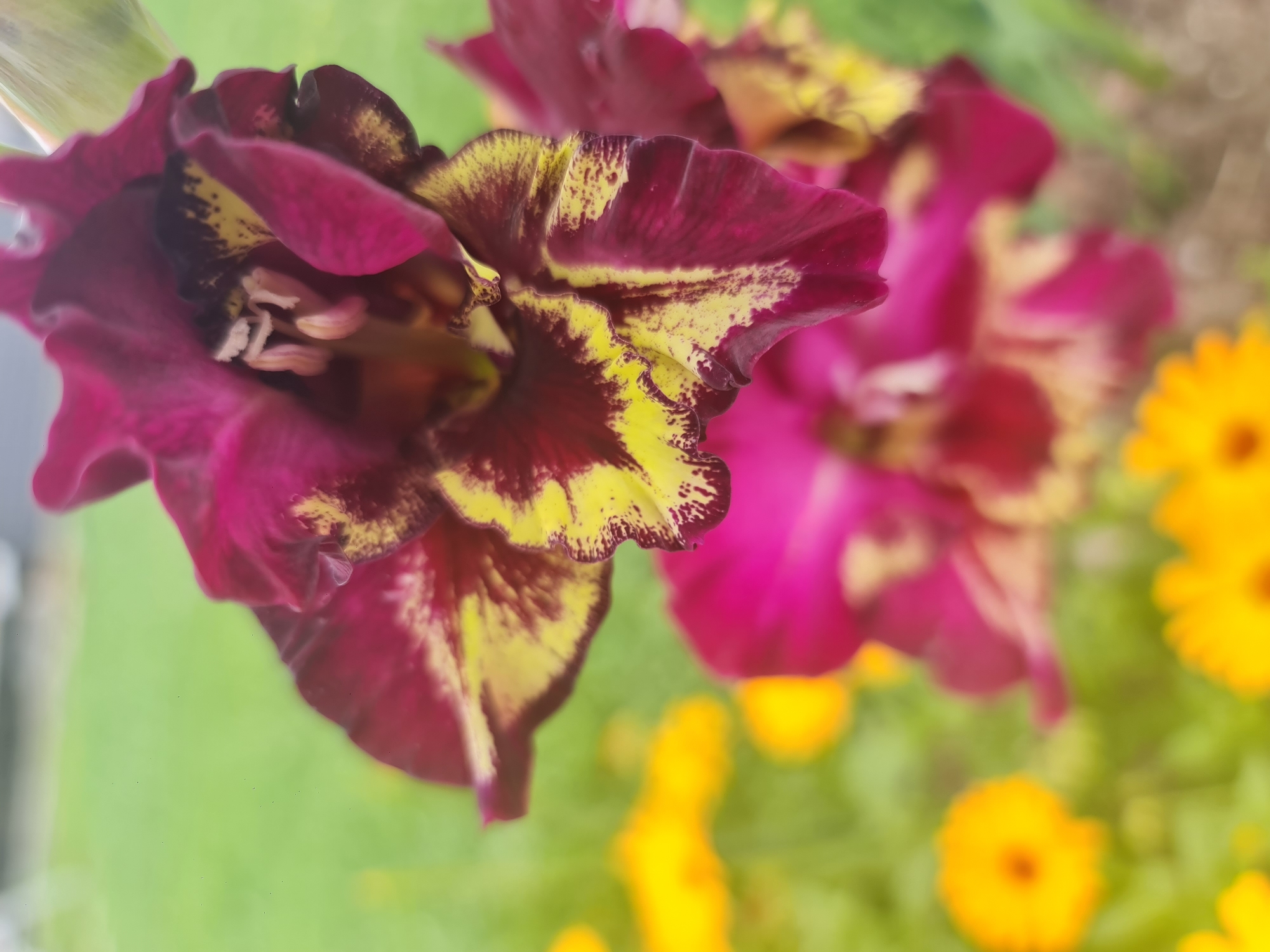 A close-up, slightly angled shot shows a burgundy and yellow gladiolus flower in bloom. The flower's petals are a deep burgundy with striking yellow markings and speckles. The center of the flower reveals its stamens and pistils. In the blurred background, there are other gladiolus flowers and bright yellow marigolds, set against a soft green lawn. The image does not depict any specific location in Angarsk, Russia, nor does it contain any people or actions.