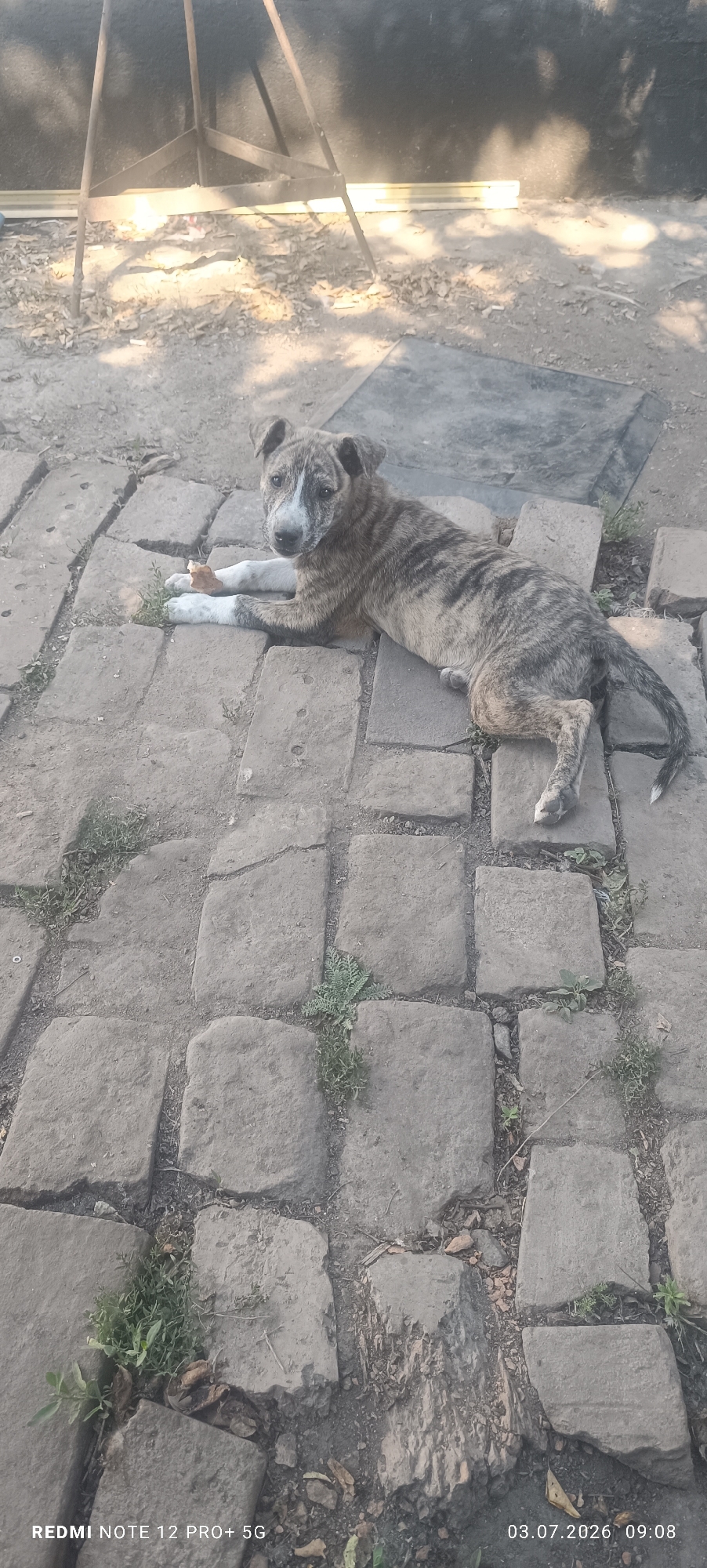 A young, brindle-colored dog is lying on a paved surface composed of rectangular, grey stones. The dog is positioned on its right side, with its front left paw extended and resting on a small piece of food. Its tail is visible and curled. The dog has white markings on its paws and chest, and its face is white with brindle patches around its eyes and ears. The background shows a dark wall with dappled sunlight and shadows. To the left of the dog, a metal structure, possibly part of a stand or frame, is visible. Green grass and dry leaves are scattered between the paving stones. The overall scene appears to be outdoors, possibly in a yard or courtyard. The timestamp at the bottom right indicates the image was captured on July 3, 2026, at 09:08. The text "REDMI NOTE 12 PRO+ 5G" appears at the bottom left. The location "Нова Каракуба, Ukraine" is provided.