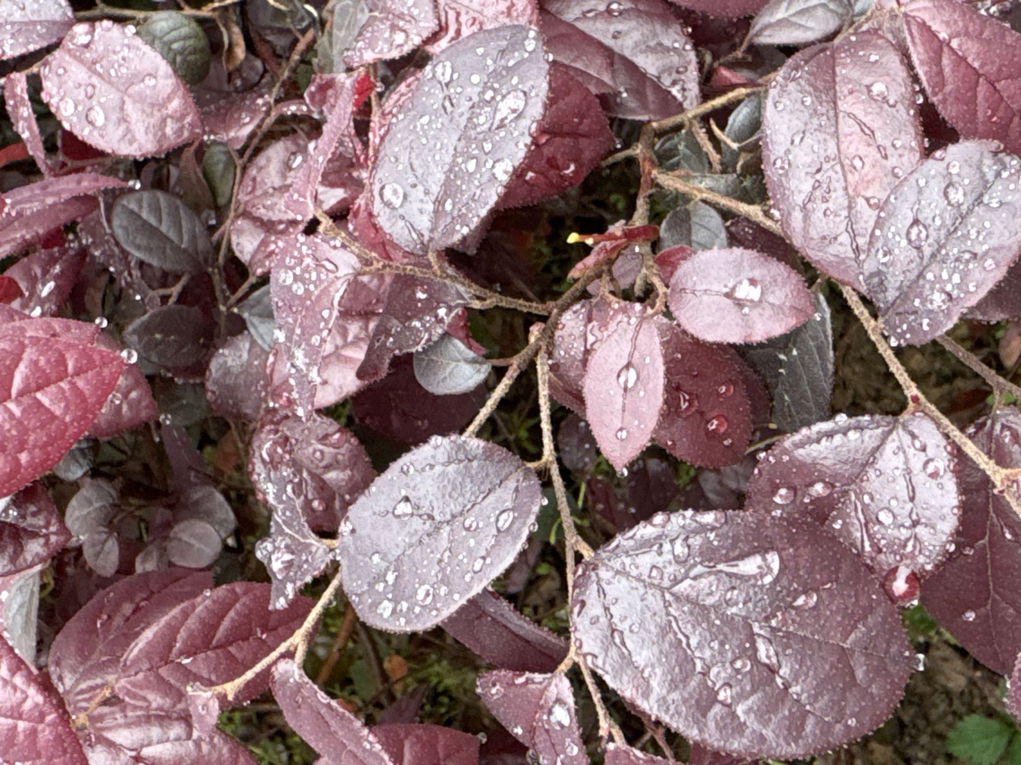 The image depicts a close-up view of plants with reddish-purple leaves covered in water droplets. The leaves are oval-shaped, and their surfaces glisten with numerous droplets, indicating recent rainfall or dew. The stems of the plants are visible, appearing light brown and twig-like. The overall scene has a moist and natural feel. It is not possible to confirm the image's location as Wulong District, China, based on visual information alone. There is no information about people, subjects, objects, actions or interactions in this image.
