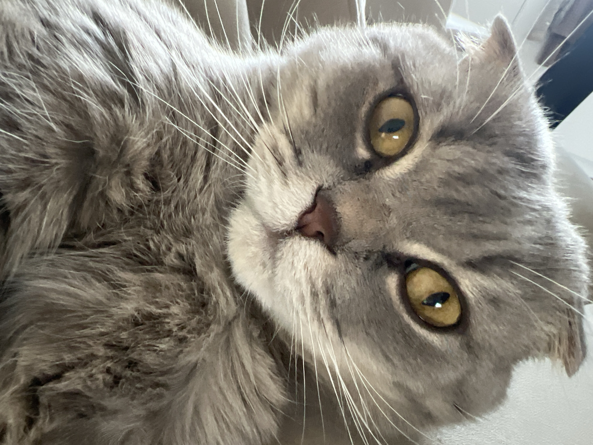 A close-up, high-angle shot depicts a gray Scottish Fold cat with amber eyes. The cat's face is positioned slightly off-center, featuring white fur around the muzzle and long, white whiskers. The location is not specified.