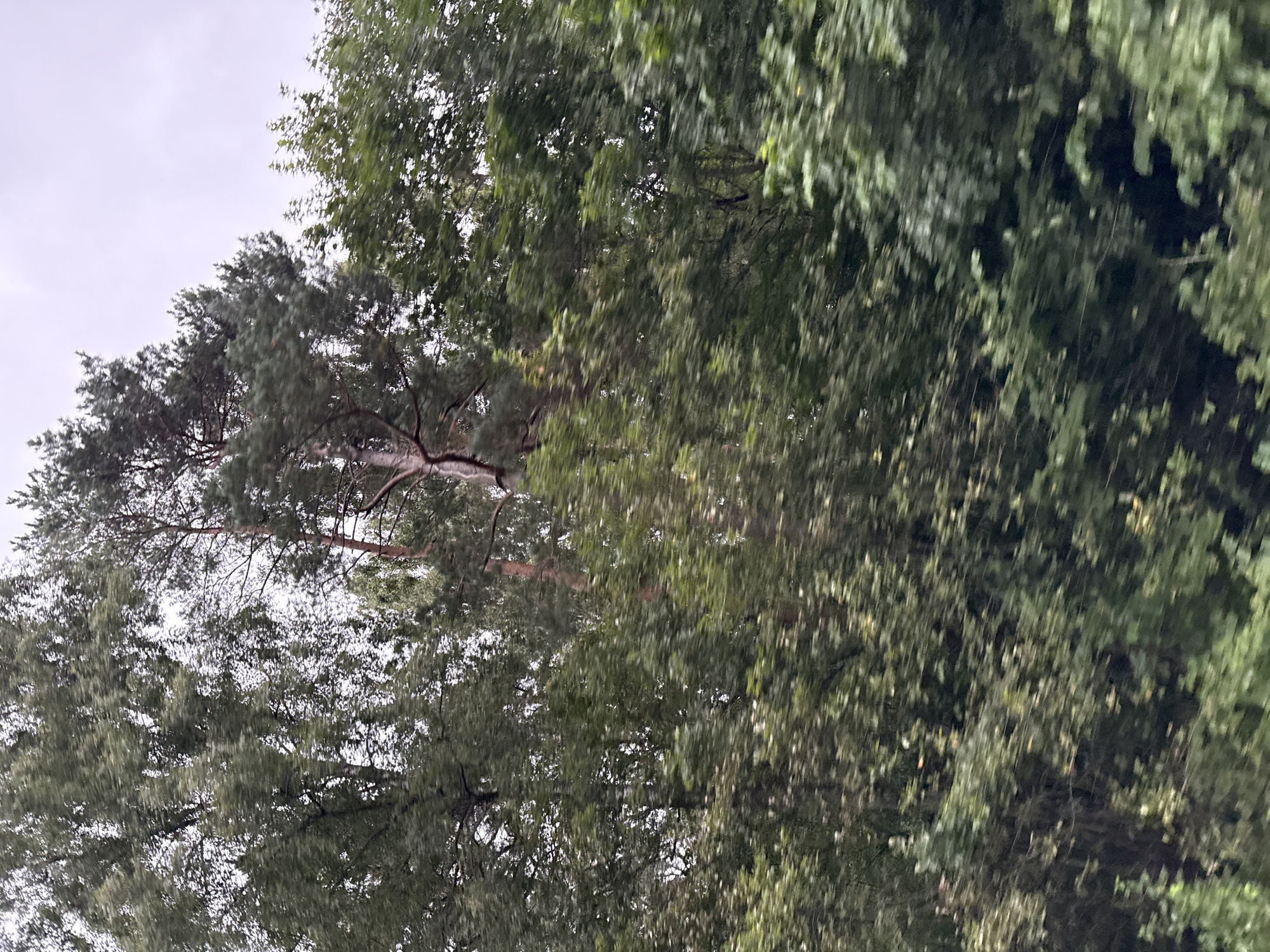 This is a blurred, outdoor image of trees. The trees are tall and dense, with various shades of green foliage. One prominent tree in the center appears to be a pine tree with a reddish-brown trunk and dark green needles. The surrounding trees are deciduous, with broad leaves. The sky is overcast and a pale gray. The image appears to have been taken from a moving vehicle, as indicated by the motion blur. The location is not identifiable as Tallinn, Estonia from the image alone.