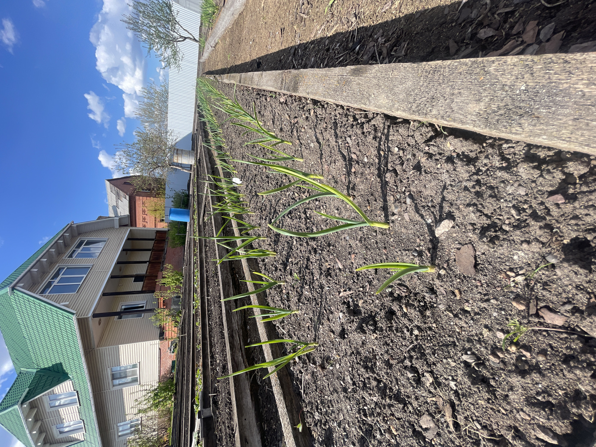 A ground-level, outdoor shot shows a long, rectangular garden bed with rows of green plants in Минино, Russia. The garden bed is bordered by wooden planks, with dark brown soil in between. The plants are spaced evenly in a single row. A house with beige siding and a green roof is visible in the background, along with a blue sky with white clouds. A fence runs along the back of the garden bed.