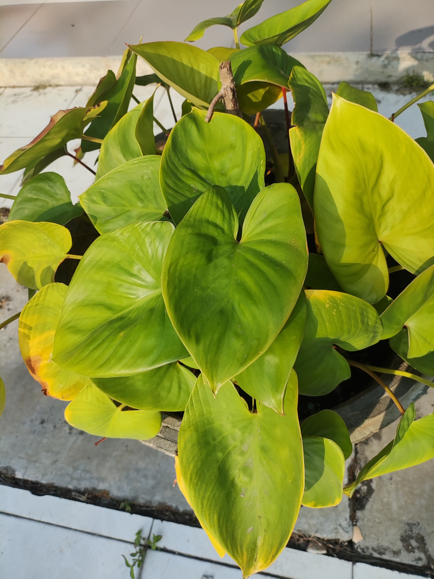This is a close-up, high-angle, eye-level shot of a philodendron plant in a concrete planter. The plant has large, heart-shaped leaves that are bright green with yellow undertones. Some of the leaves are showing signs of slight yellowing at the edges, indicating potential overwatering or nutrient deficiency. The planter is visible at the bottom of the frame, and appears to be resting on a light-colored paved surface, possibly a patio or walkway. The background is out of focus but appears to be an outdoor setting with sunlight casting shadows. The image was taken outdoors, likely in a residential or public space in Cirebon, Indonesia, as suggested by the overall aesthetic and common houseplants found in the region. There are no people or animals visible in the image. The focus is entirely on the plant and its immediate surroundings.