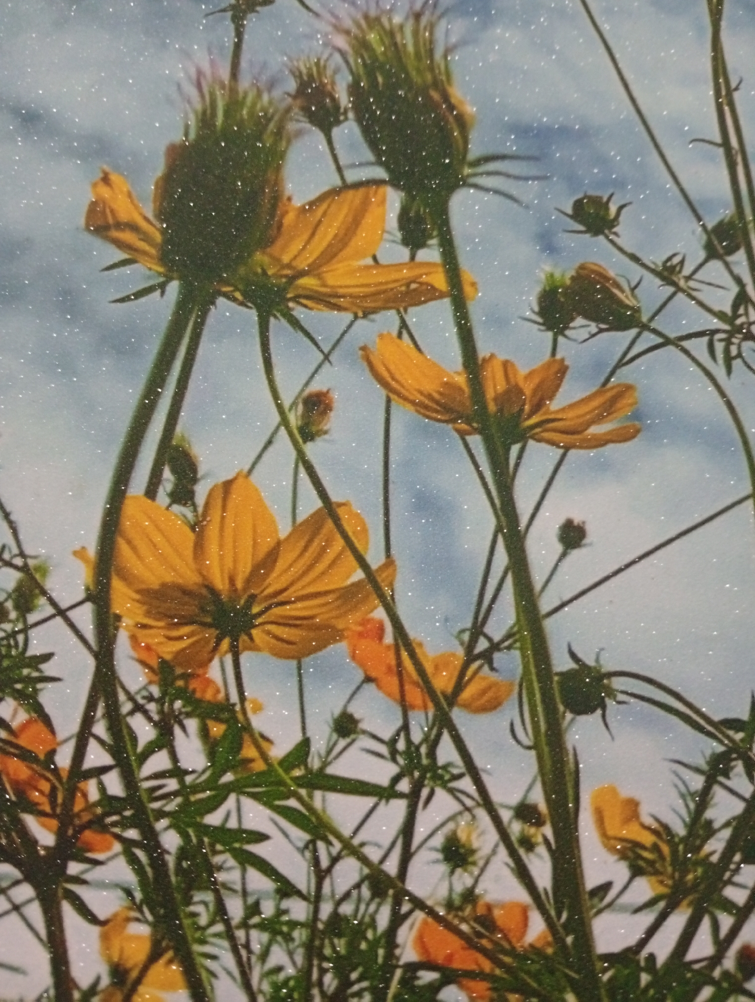 A low-angle shot captures a cluster of yellow cosmos flowers against a bright, speckled blue sky. The flowers, some in full bloom and others as buds, are rendered in shades of yellow and orange. The petals of the open flowers are delicate and slightly curled. Thin, green stems and leaves weave through the composition, adding depth. The image appears to have a textured or glittery overlay, with tiny white specks scattered across the scene, including on the petals and sky. The overall impression is one of a vibrant, close-up view of flowers, possibly enhanced for artistic effect. This image is not associated with Gura Top, Nigeria.