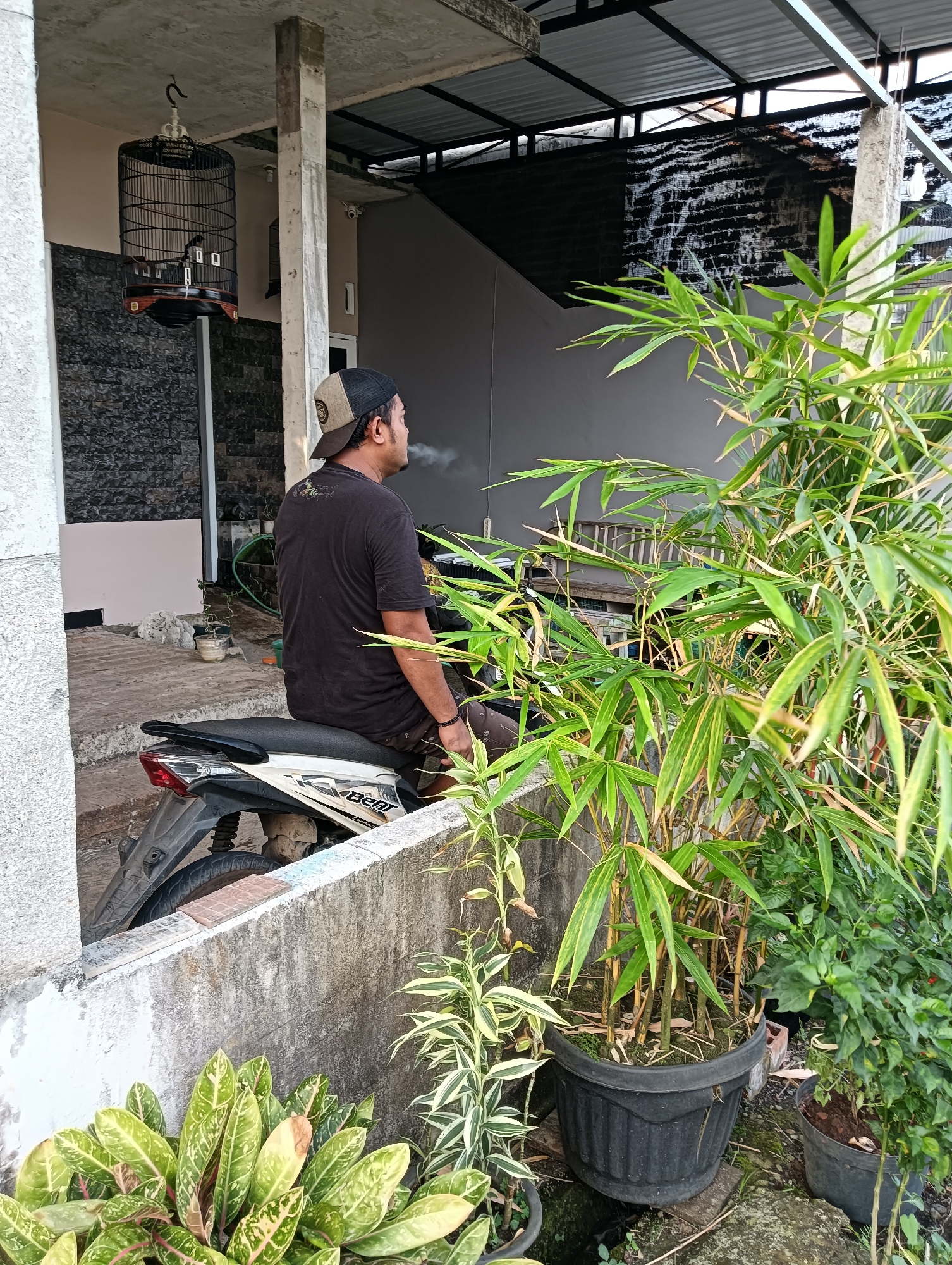 A man is sitting on a white and black motorcycle, smoking. He is wearing a black t-shirt and a beige and black baseball cap. The motorcycle is parked in an outdoor area, possibly a yard or driveway, with a concrete wall in the foreground. Behind the man, there is a bird cage hanging from the ceiling, containing a bird. To the right of the man and motorcycle is a potted bamboo plant. In the background, there is a grey wall and part of a building structure with a metal roof. The scene appears to be in Tayu, Indonesia, given the context provided.