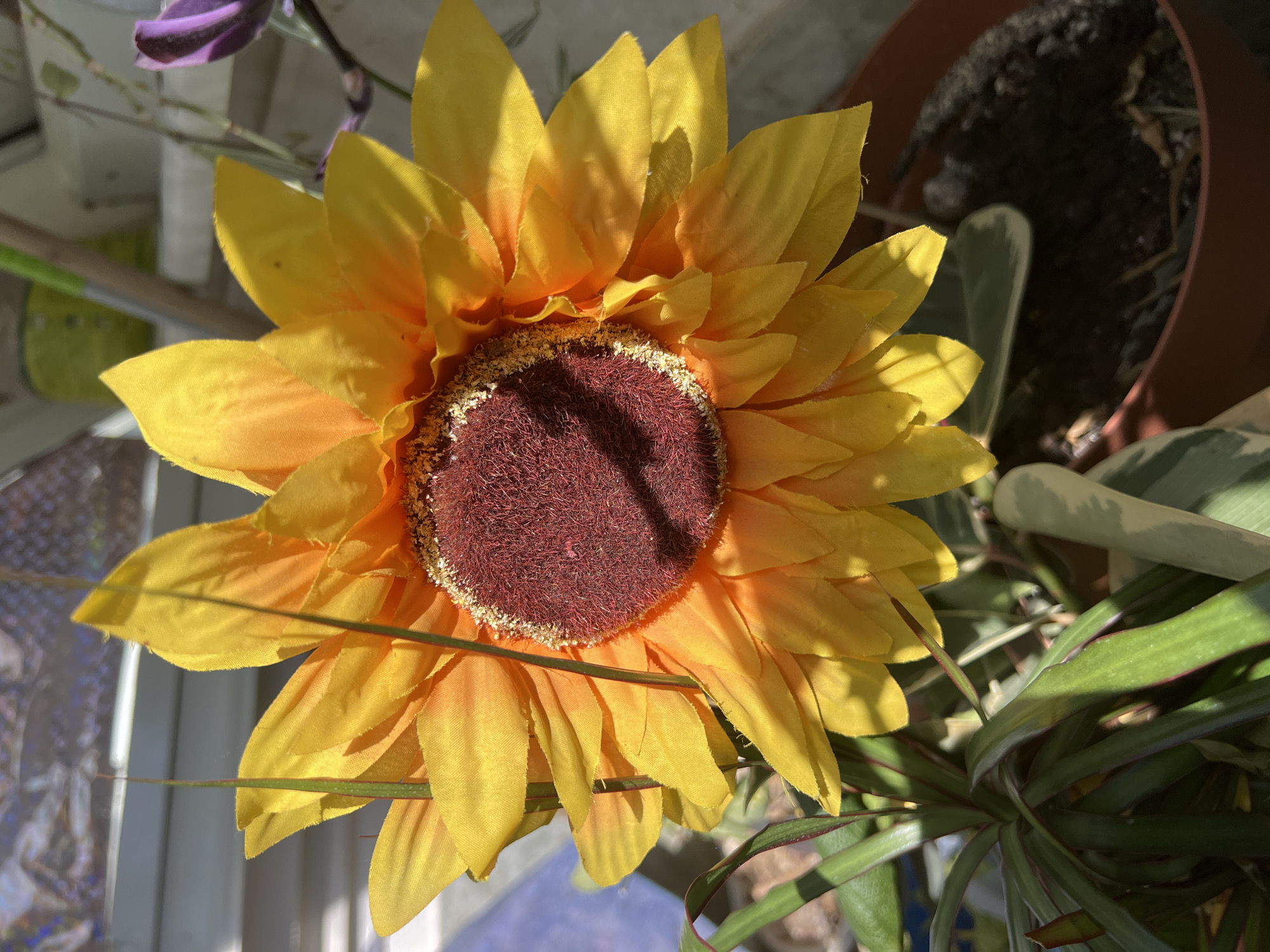 The image presents a close-up, overhead view of a prominent artificial sunflower, brightly lit by direct sunlight. The sunflower features numerous vibrant yellow fabric petals, which have a slightly crumpled appearance, and a dark red-brown, fuzzy central disc bordered by lighter, gold-colored flecks. Strong shadows are cast across the petals, emphasizing their texture and the flower's three-dimensional form.
In the background, hints of other artificial elements are visible. To the upper left, blurred purple petals or foliage can be discerned. Several thin, green artificial stems or blades of grass diagonally traverse parts of the sunflower. To the upper right, a brown terracotta-like plant pot containing dark soil is partially visible. Below and to the right of the sunflower, green leaves of what appears to be a real houseplant, some exhibiting reddish edges or variegation, are included in the frame.
The lighting suggests bright conditions, likely from a window, creating sharp contrasts and highlighting the textures of the subjects. Reflections, possibly from a window pane or a metallic surface, are noticeable on the left side of the composition. No specific activity or event is taking place, as the image captures a static arrangement of flora. There is no visible text.