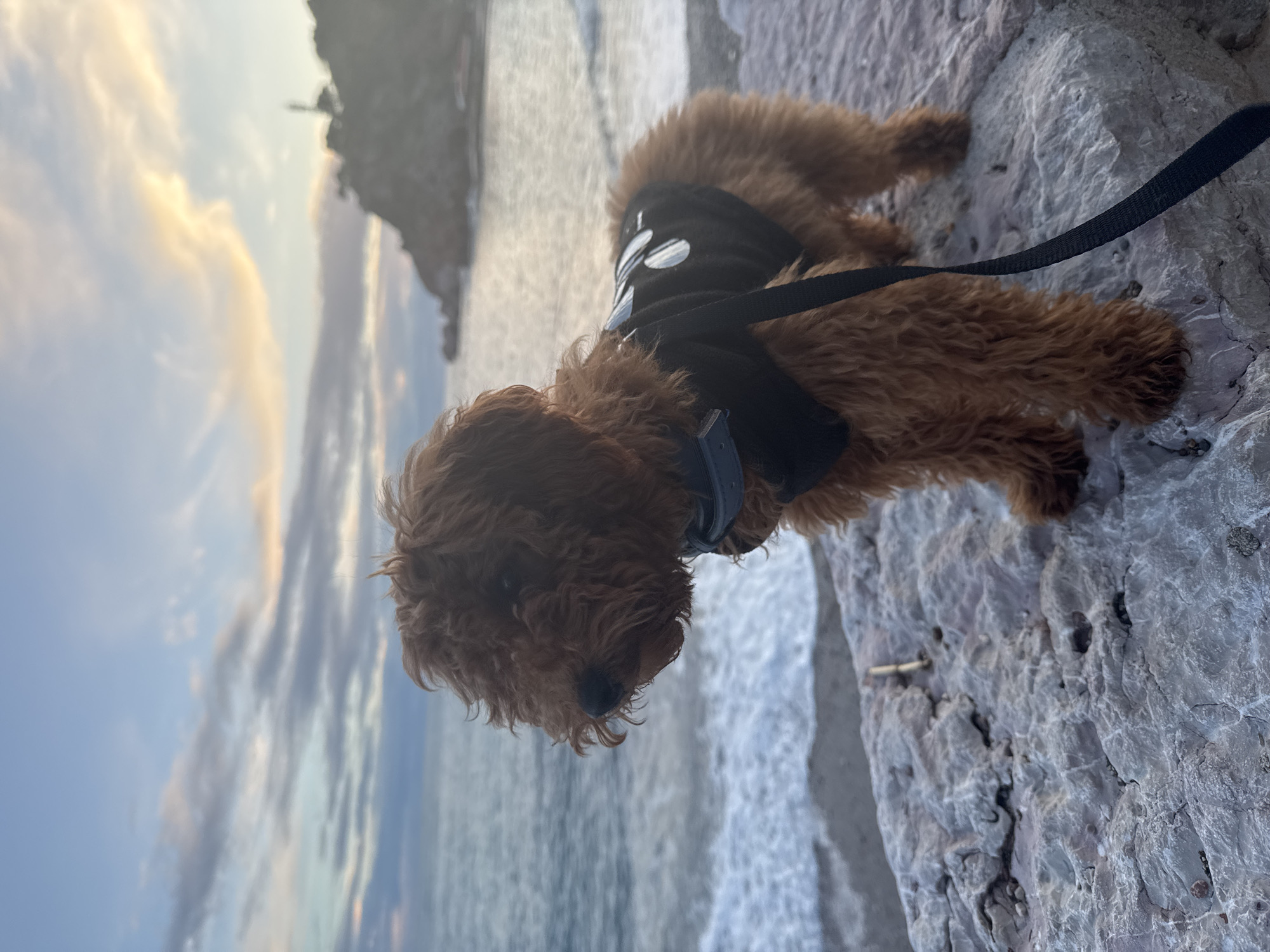 A reddish-brown, curly-haired dog, resembling a poodle or doodle breed, stands on a large, textured grey rock formation. The dog wears a black harness or vest with white circular markings on its back, and a black leash is attached, extending downwards out of frame to the lower right. Its head is turned towards the left, looking out over the water, with its body oriented slightly towards the viewer. To the left and behind the dog, the Adriatic Sea is visible with white waves breaking on a dark, pebbly shore. In the background, a dark, tree-covered landmass or peninsula rises from the sea, faintly showing a structure resembling a tower or lighthouse on its peak. The sky above is a gradient of light blue and pale orange/pink, indicative of either sunrise or sunset, with horizontal cloud formations. A small, light-colored stick or twig lies on the rock surface to the left of the dog's front paws. The scene is located in Sutomore, Montenegro.