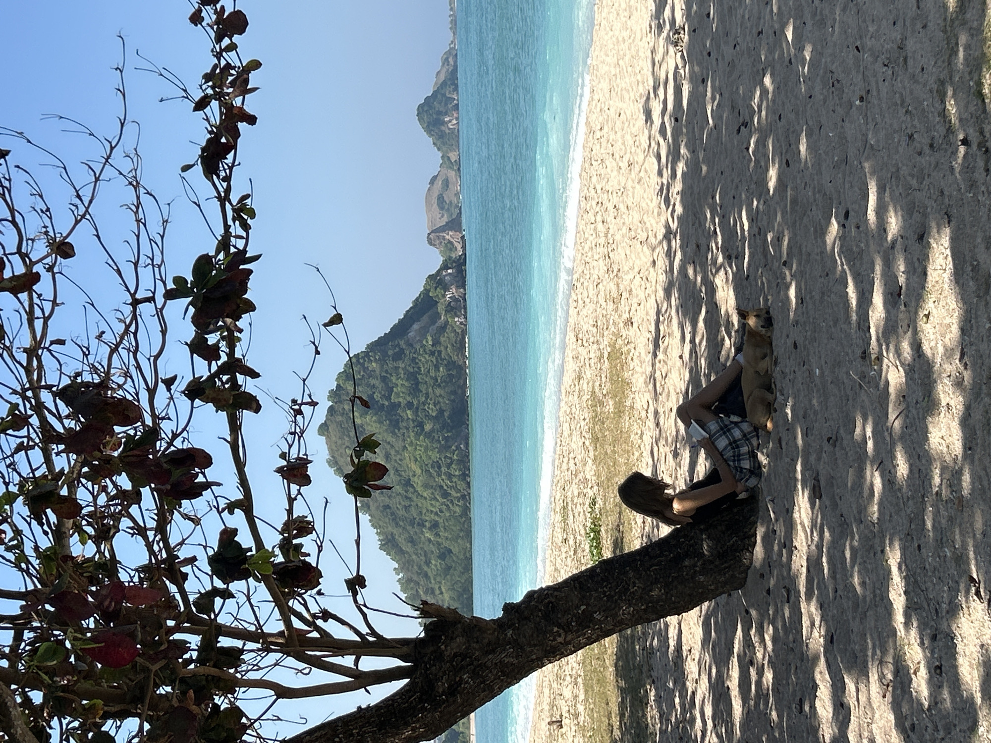 A person sits on a sandy beach in Kuta, Indonesia, under the shade of a tree, reading a book. A dog sleeps beside them. The turquoise ocean stretches out in the background, with lush green hills and rocky outcrops visible on the horizon. The sun is bright, casting dappled shadows from the tree onto the sand.