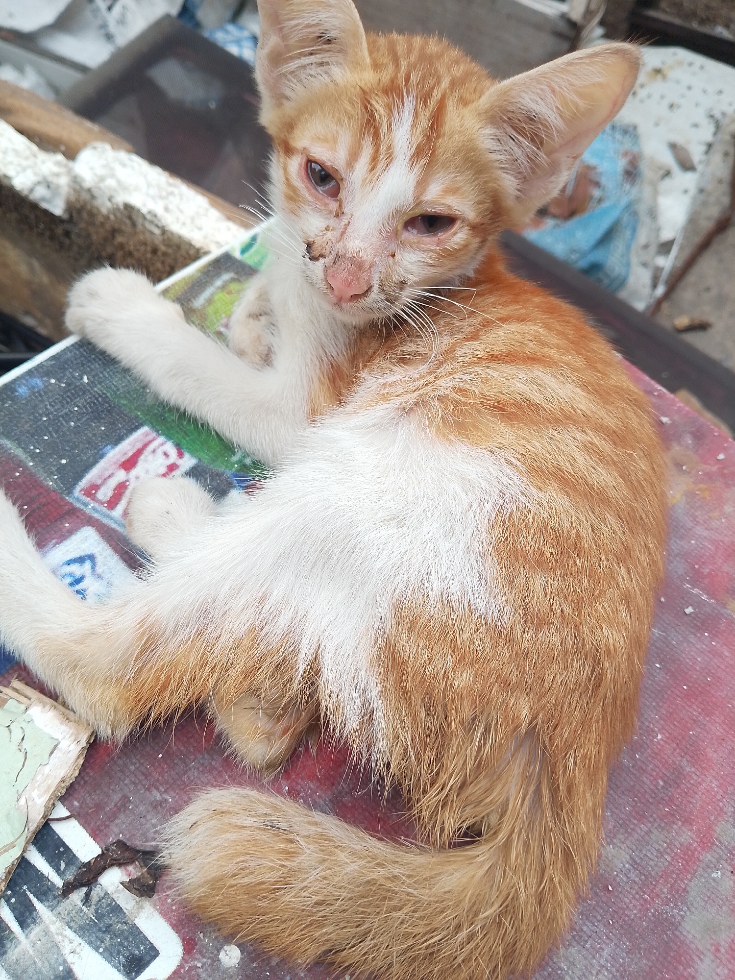 A small, ginger and white kitten is lying on a painted surface. The kitten has visible facial abrasions, possibly injuries, around its nose and eyes. The kitten's fur is ruffled and somewhat dirty. The background is blurry and suggests an outdoor environment. The image was taken in Lhokseumawe, Indonesia.