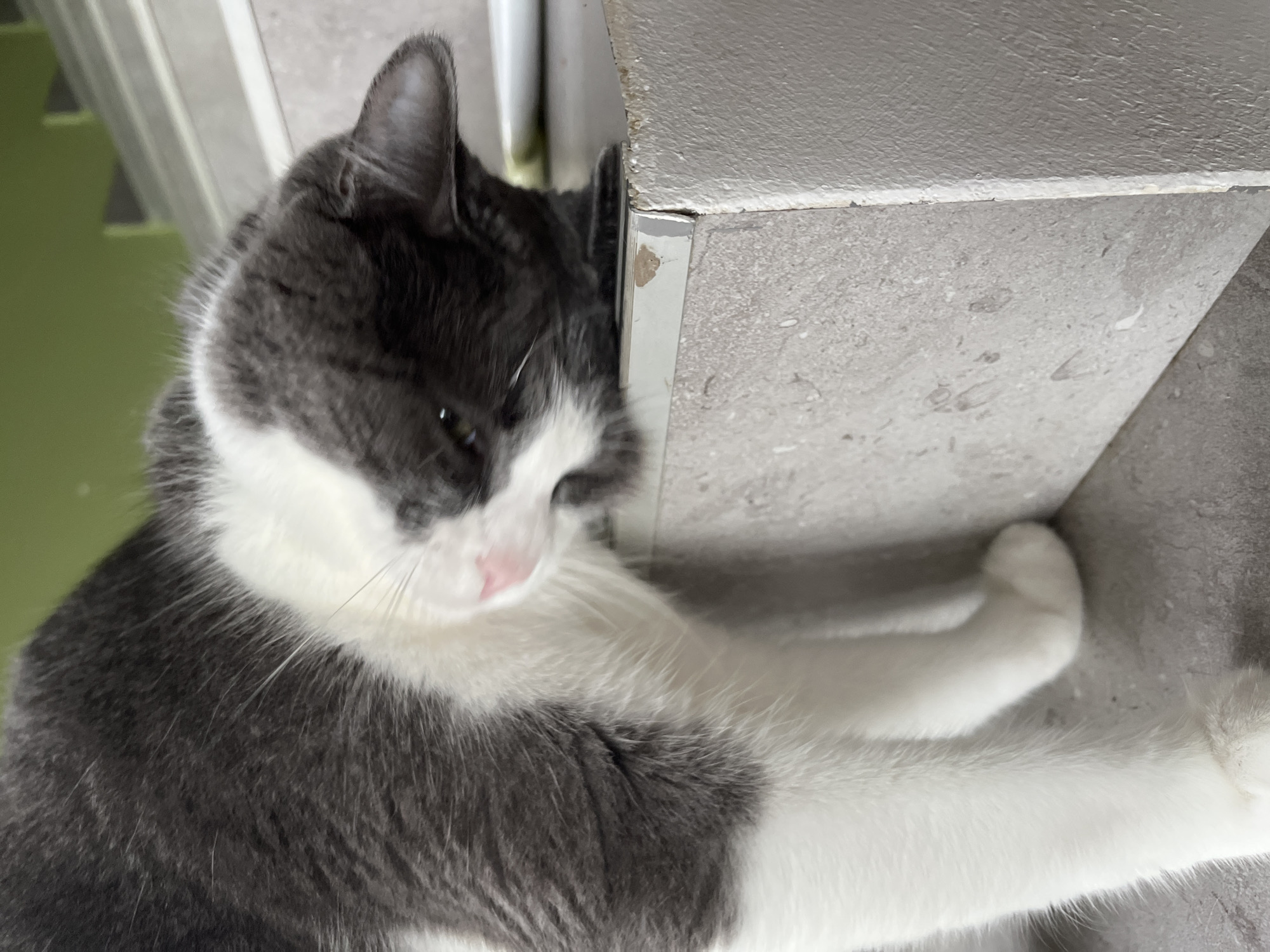 A domestic shorthair cat, predominantly gray and white, is positioned on concrete stairs. The cat's head is lowered, appearing to sniff or lick the edge of a stair. The environment suggests an outdoor or semi-outdoor setting, potentially a residential area or public space in Ureki, Georgia, given the presence of concrete stairs. The lighting indicates it is daytime. No people are visible in the image.