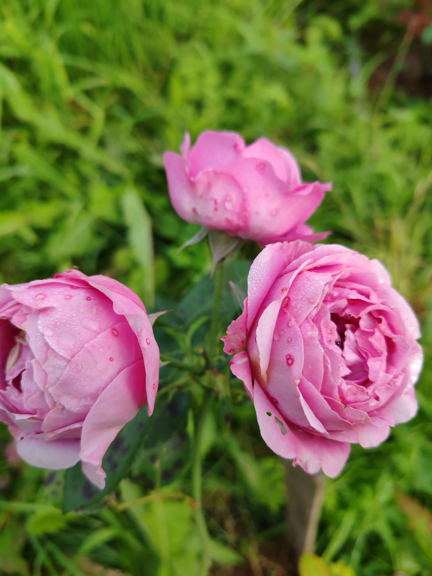 In the city of Chukhlem, Russia, a close-up shot showcases three pink roses with dew drops on their petals, set against a blurred green background of foliage. The roses are in various stages of bloom, with one in the foreground fully open, revealing its intricate layers, while the other two are more tightly budded. The overall impression is one of natural beauty and freshness, capturing the delicate details of the flowers and the soft focus of their surroundings.