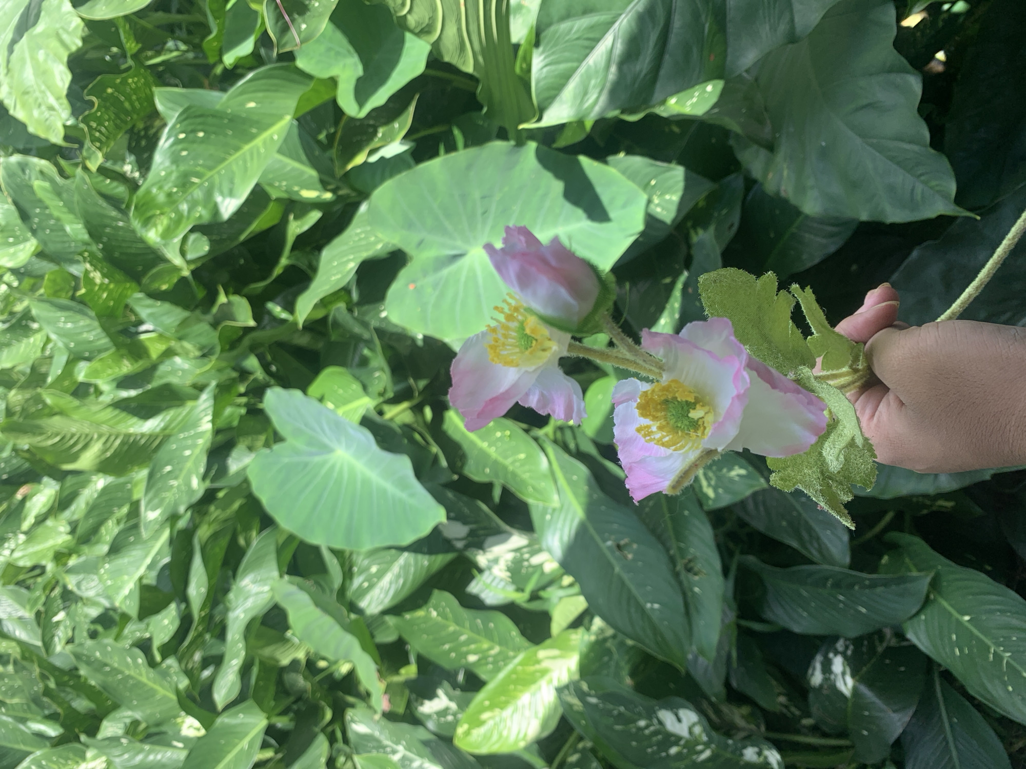 In Kuala Pembuang, Indonesia, a hand holds two artificial flowers with delicate pink and white petals and yellow centers against a backdrop of lush green foliage. The leaves are large and varied, some with distinctive white variegation, creating a dense, naturalistic setting. The lighting suggests an outdoor environment, possibly a garden or park, with dappled sunlight filtering through the leaves.