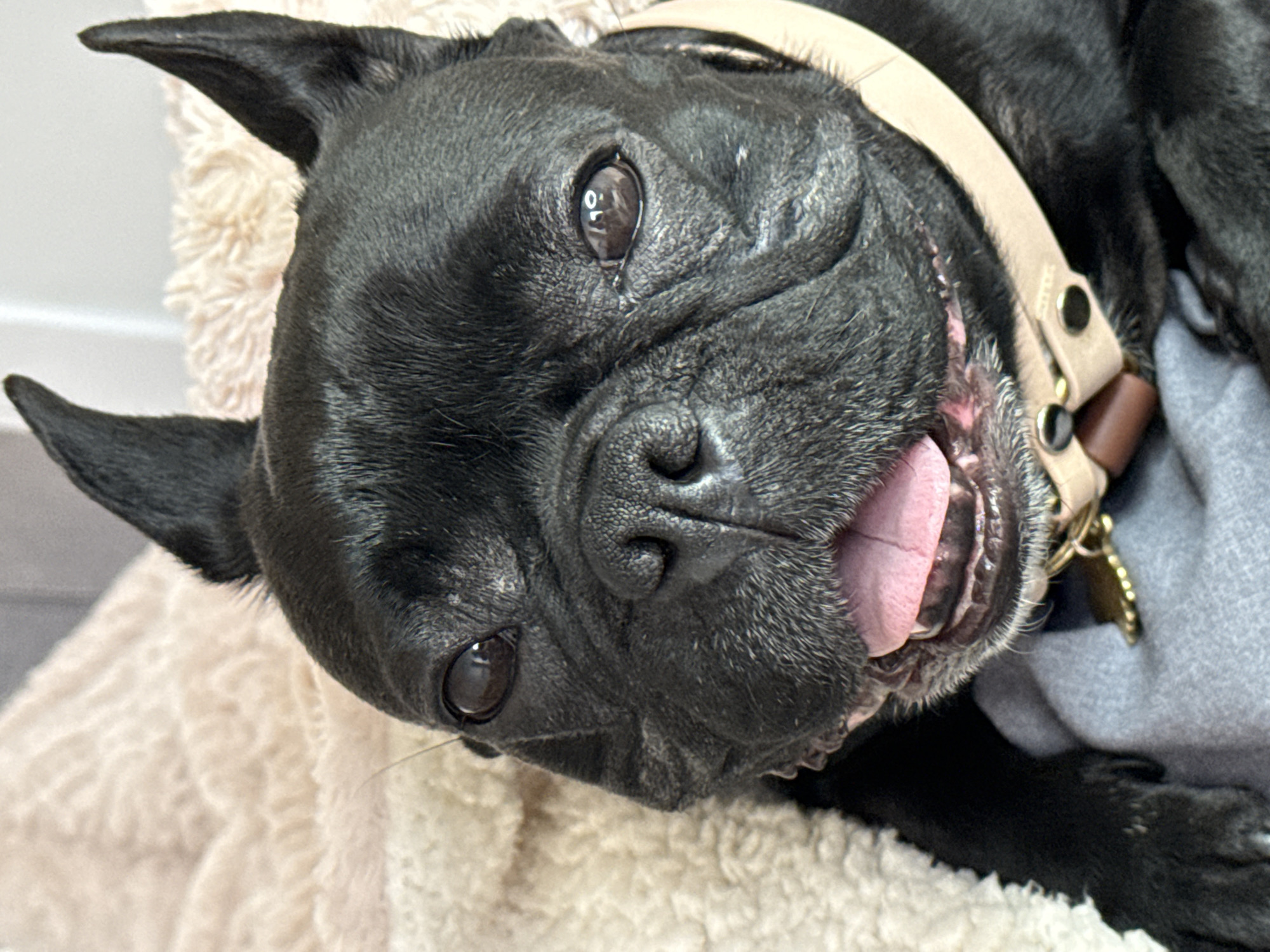 An overhead close-up shot captures a black dog, likely a French Bulldog, lying down with its head tilted, looking directly at the camera. The dog's face fills most of the frame, showcasing its wrinkled snout, large dark eyes with noticeable reflections, and pointed ears. Its mouth is open slightly, revealing a pink tongue and some teeth, conveying a happy, playful, or content expression.
Around its neck, the dog wears a light tan or beige leather collar with visible metal studs and a small, golden-colored identification tag. The dog is resting comfortably on a soft, fluffy, light-colored blanket or pet bed, which takes up the lower and left portions of the image. Behind its head and body, a grey fabric, possibly clothing or another soft blanket, is visible. The lighting is soft and even, suggesting an indoor setting. There is no visible text in the image. The scene takes place in Ramat Gan, Israel.