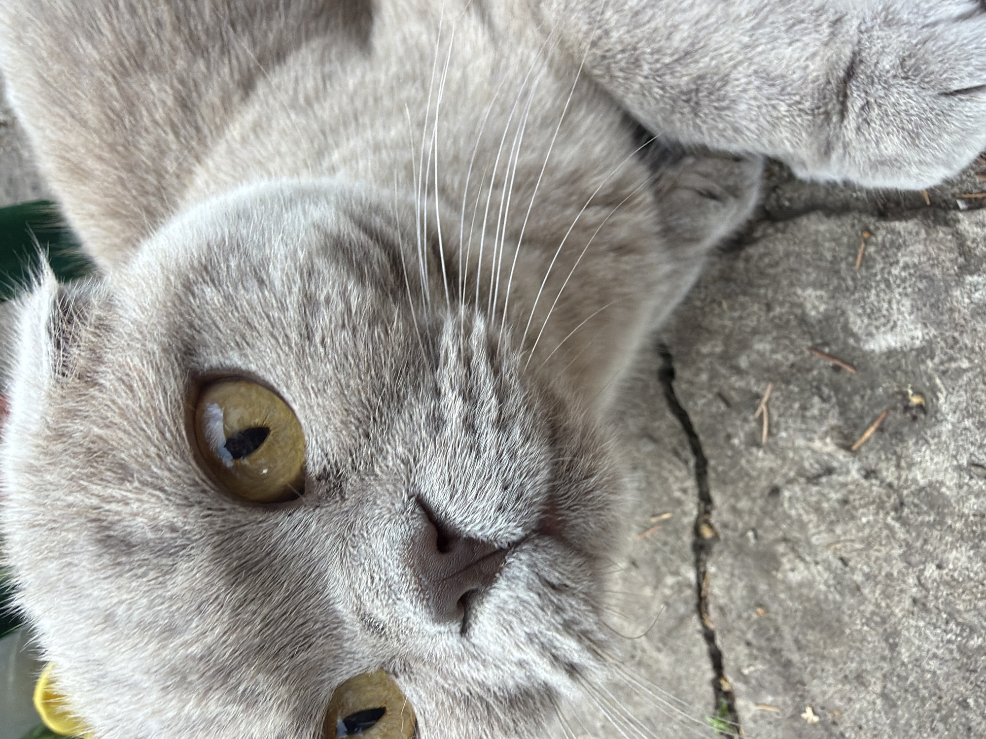 A close-up, eye-level shot of a light grey Scottish Fold cat's face. The cat is lying on a cracked concrete surface with a few small twigs and debris scattered around. Its eyes are a striking amber color, and its ears are folded forward. The cat's nose is dark and moist, and its whiskers are long and white. The background is blurred, showing hints of green and yellow. The scene appears to be outdoors, possibly in a yard or alleyway in Sukhodol, Russia.