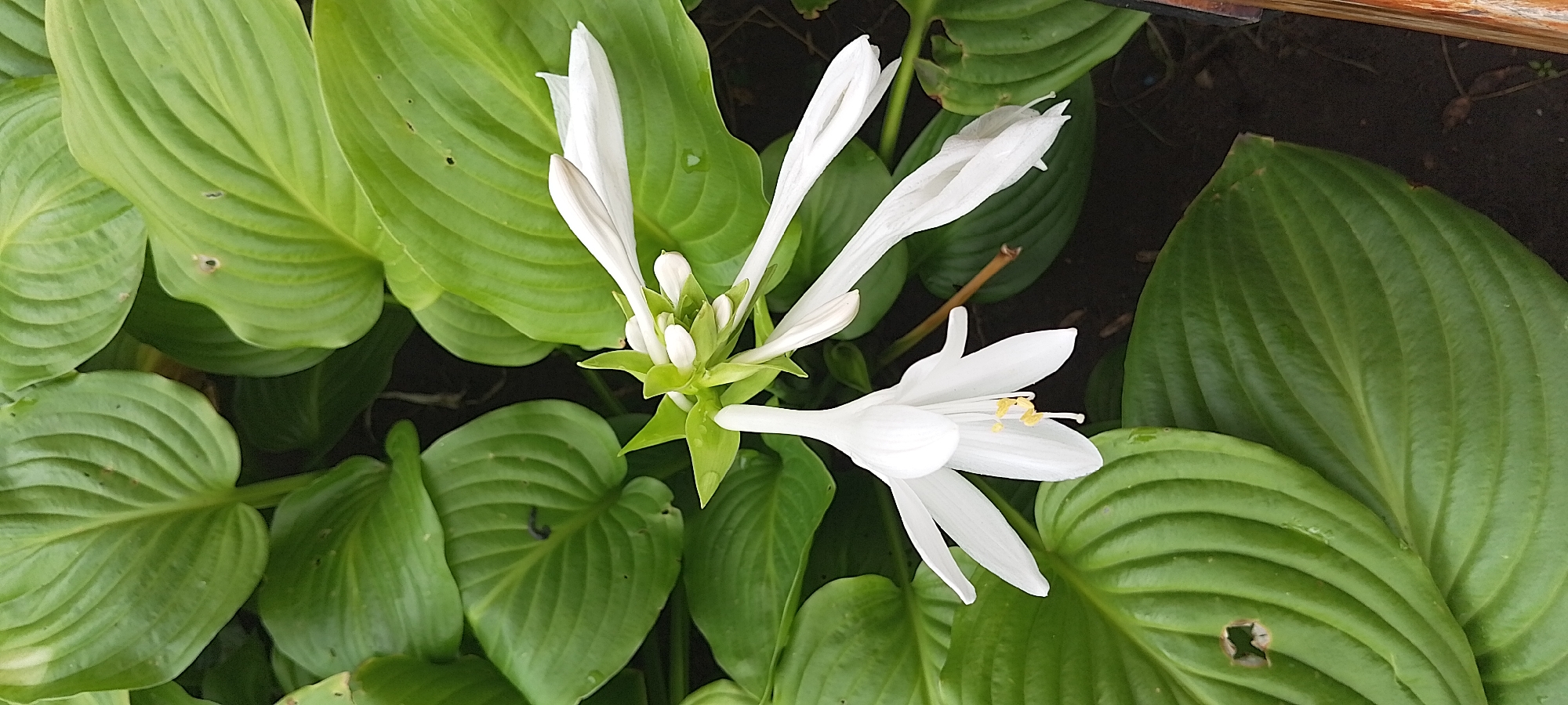 A close-up, top-down view captures the white, trumpet-shaped flowers of a Hosta plant blooming amidst its large, green, veined leaves. The flowers, tinged with yellow in their centers, are arranged on a green stalk. Some of the leaves show small imperfections, such as tiny holes or dark spots. The background consists of dark soil, hinting at an outdoor setting, likely a garden. There are no people or animals visible in the image. The scene is static and focused on the botanical details of the Hosta plant. This image does not provide any information about its location in the city of Cherkasy, Ukraine.