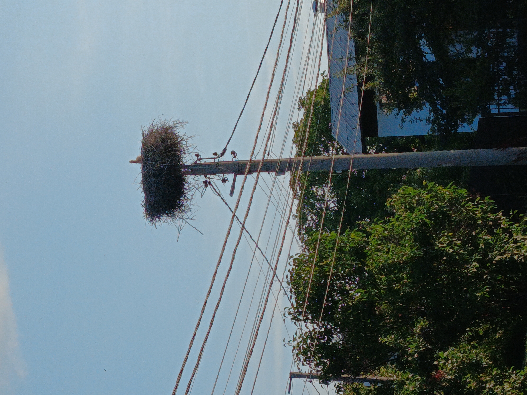 A stork's nest sits atop a telephone pole against a pale blue sky in Kralev Dol, Bulgaria. The nest is constructed from twigs and straw and is partially obscured by the branches of a large, leafy green tree in the foreground. A stork stands upright in the nest, its head turned to the side. Several power lines crisscross the frame, adding a sense of urban intrusion to the natural scene. In the background, a portion of a house with a gray, tiled roof is visible, partially hidden by foliage. The overall lighting suggests it is daytime, likely late afternoon given the angle of the light.