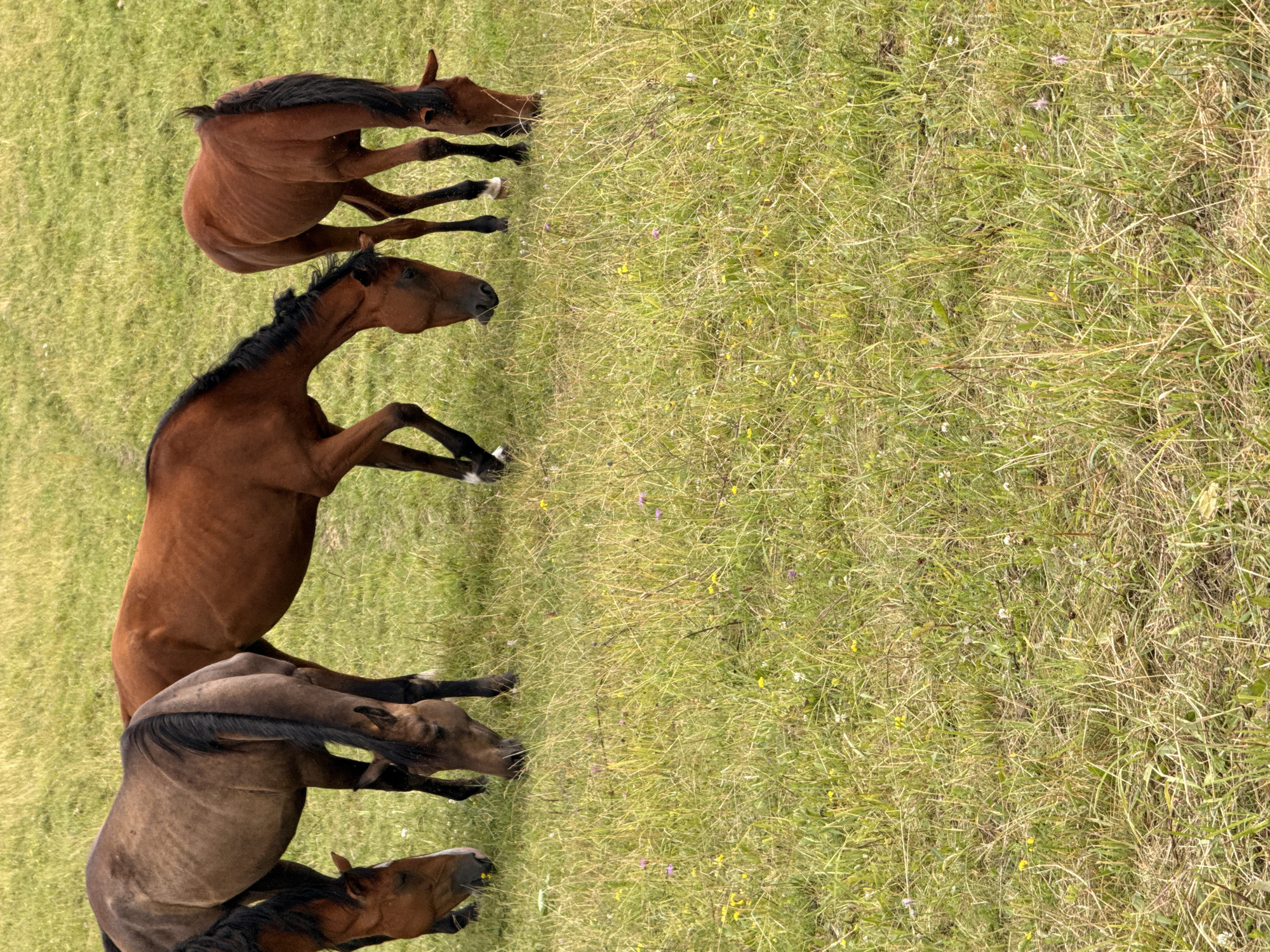 Four horses are grazing in a grassy field. One horse on the far left is mostly brown with a black mane and tail. Next to it is a lighter brown horse with a black mane. To the right of that is a reddish-brown horse with a black mane. The horse on the far right is also reddish-brown with a black mane. The field is covered in dry and green grass, with a few small yellow and purple wildflowers scattered throughout. The background is a blur of green, indicating a shallow depth of field. The overall impression is a peaceful pastoral scene. This image was taken in or around Galinė, Lithuania.