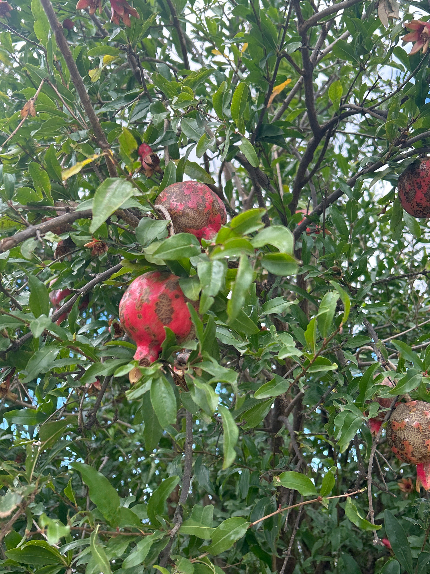 A close-up, eye-level shot shows a pomegranate tree laden with fruit in Tbilisi, Georgia. Several ripe pomegranates, with their characteristic red skin and textured surface, hang among the dense green foliage. The branches are a mixture of brown and gray, with some smaller branches supporting clusters of leaves and fruit. The background is a soft blur of sky and more greenery, suggesting an outdoor setting with natural light. No people or specific landmarks are visible, making it difficult to pinpoint an exact location within the city, but the presence of such trees is common in Tbilisi's many parks and gardens.
