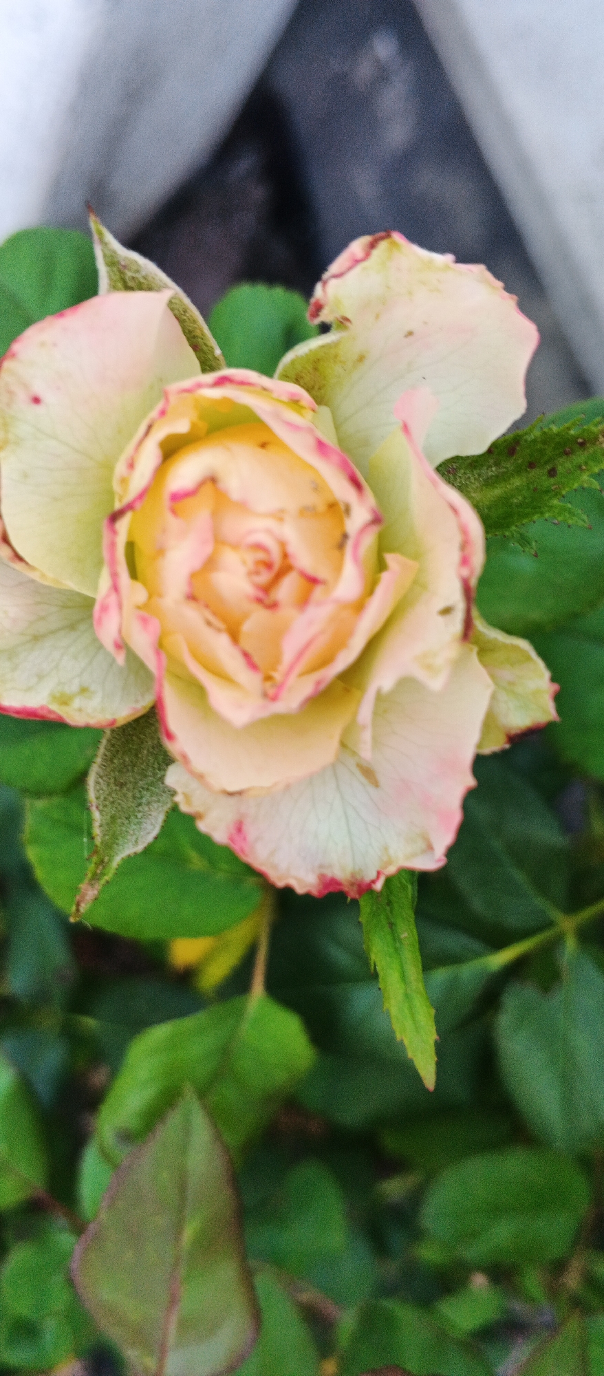 A close-up shot captures a pale yellow rose with pink-tinged edges and a darker pink center. The rose is in focus, with its petals unfurling. The background consists of out-of-focus green leaves and a gray, textured surface, possibly a wall or pavement. The scene appears to be an outdoor setting in Smila, Ukraine, with the rose likely growing in a garden or park. No people or specific actions are depicted.
