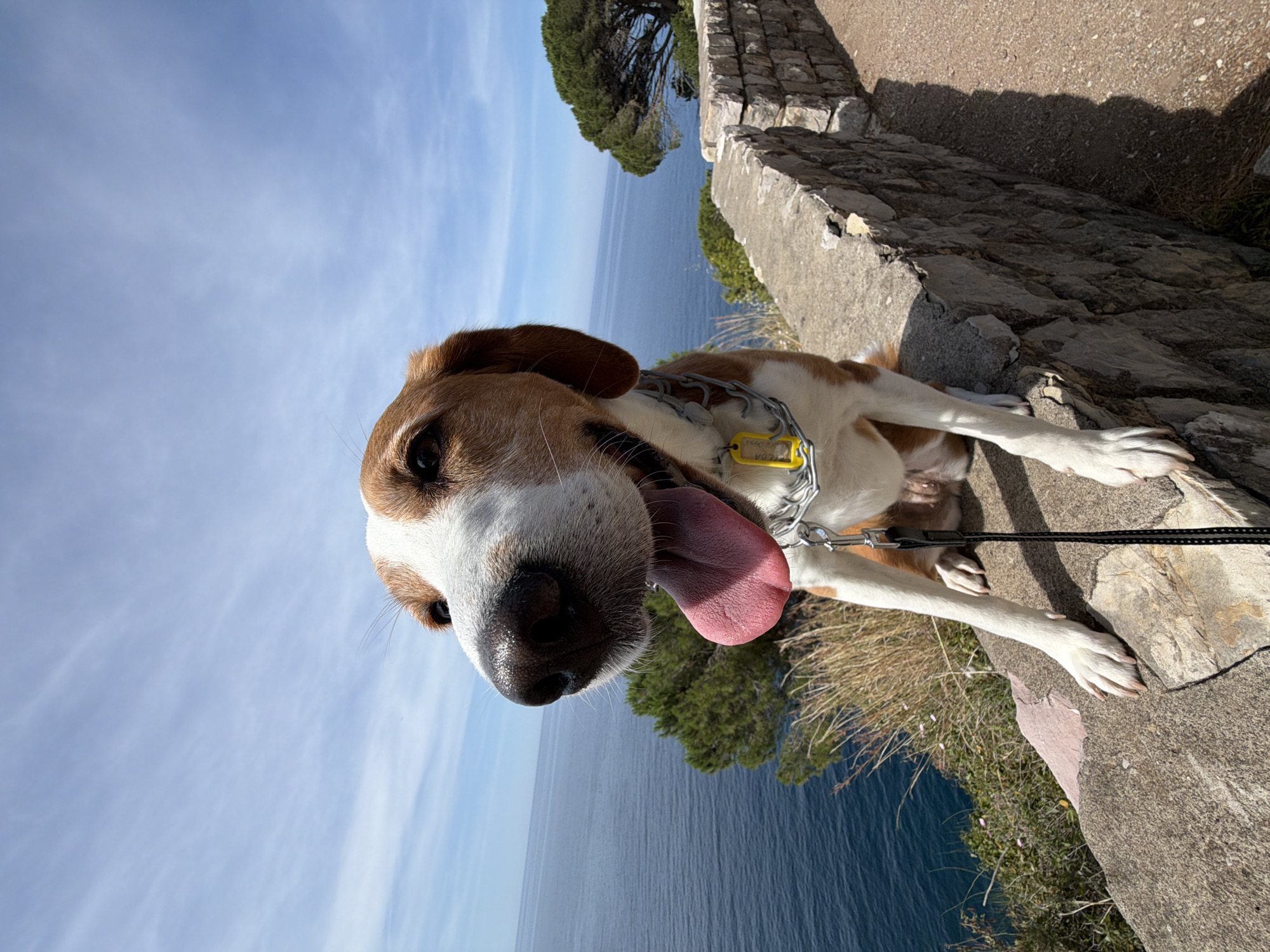 A close-up, tilted shot shows a dog on a stone ledge with an ocean backdrop. The dog, predominantly white and brown, has its tongue extended and wears a metal collar. A leash is attached to the collar. The ledge appears to be a part of a stone wall. Below the ledge, the deep blue ocean stretches out to meet a light blue sky with wispy clouds. Green trees and vegetation are visible along the edge of the cliff. The location appears to be a coastal area with a scenic view, in Mirište, Montenegro.