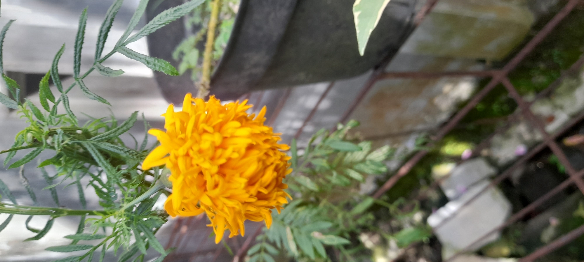The image shows an orange marigold flower in bloom, with its feathery green leaves. The flower is likely planted in a garden, as it is surrounded by other greenery and a potted plant in the background. A metal grid is also visible, possibly part of a fence or other structure. The picture was taken in Buketteukuh, Indonesia.