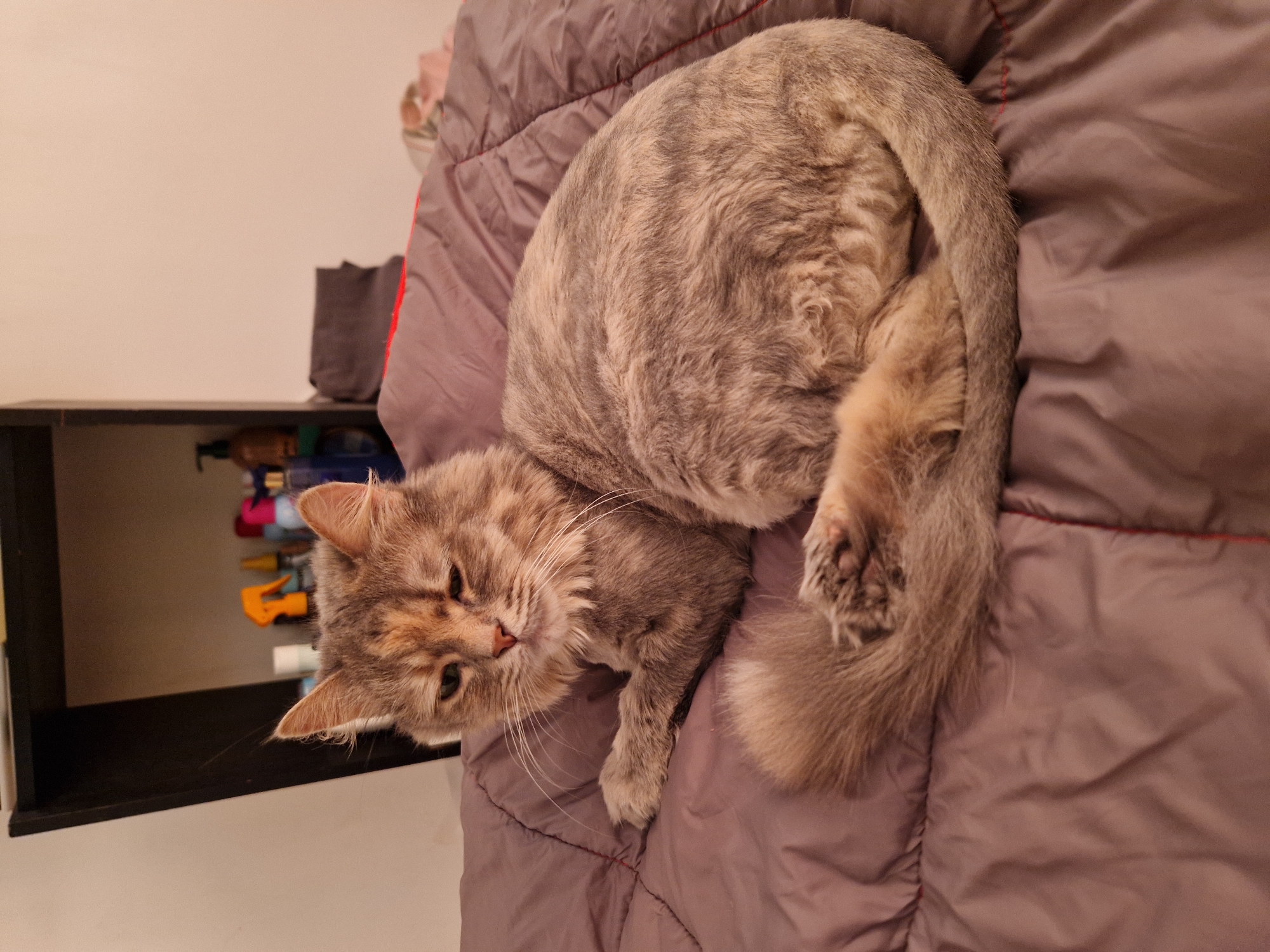 A long-haired tabby cat with a fluffy tail is lying on a brown comforter, facing left with its eyes partially closed. The cat's fur is a mix of grey, brown, and cream, with distinct tabby markings. Behind the cat, a dark shelf unit is visible, with various bottles and containers on its shelves. The scene appears to be indoors, possibly a bedroom, but no specific location within the city of Lovech, Bulgaria can be determined from the visual information provided.