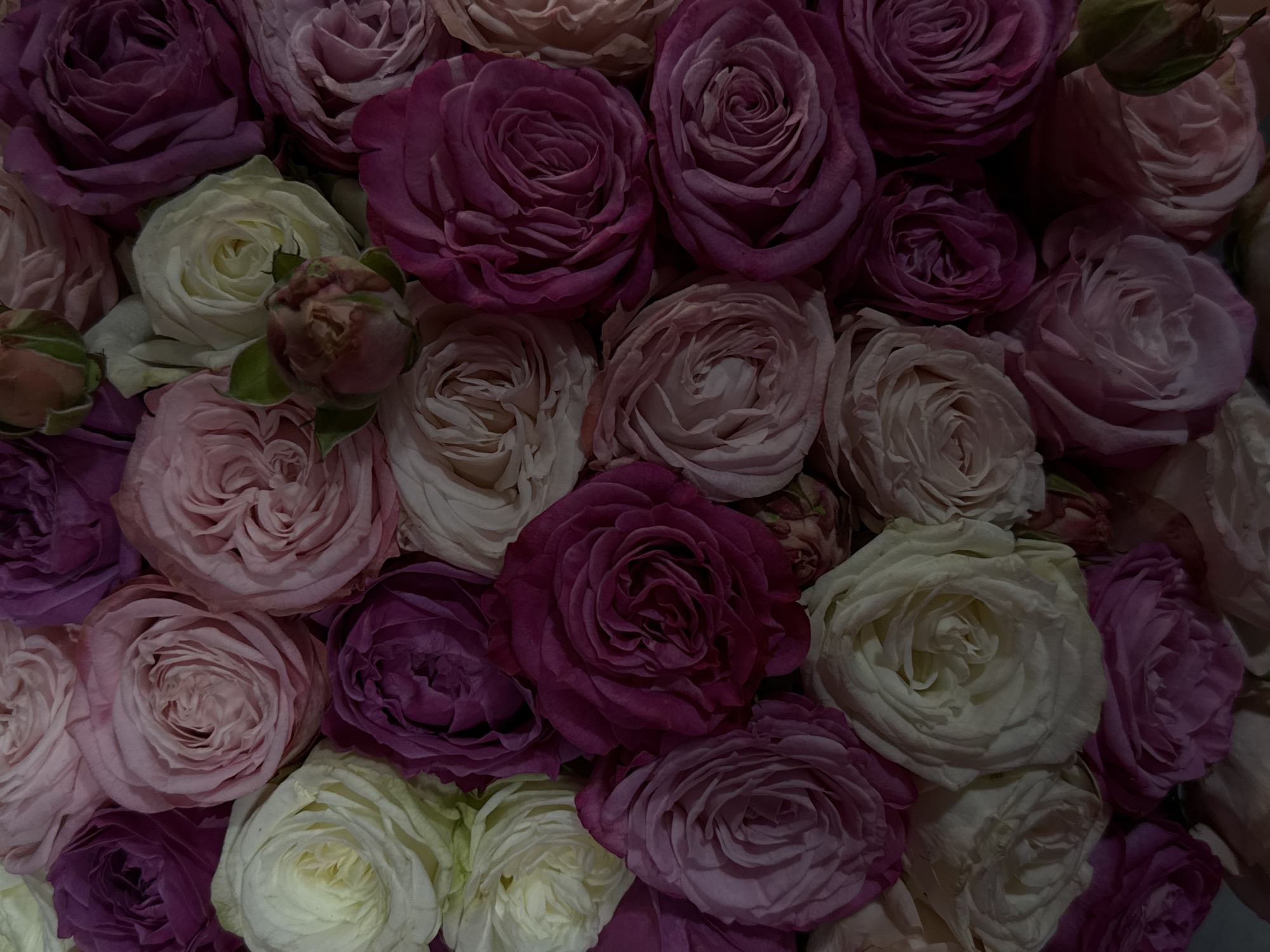 A close-up shot displays an arrangement of roses in shades of white, pink, and deep purple. The roses are tightly packed, with their petals forming swirls and curves. The lighting is somewhat dim, casting shadows across the petals. There is no evidence to indicate the location of Yerevan, Armenia. There are no people, subjects, actions, or interactions to describe.