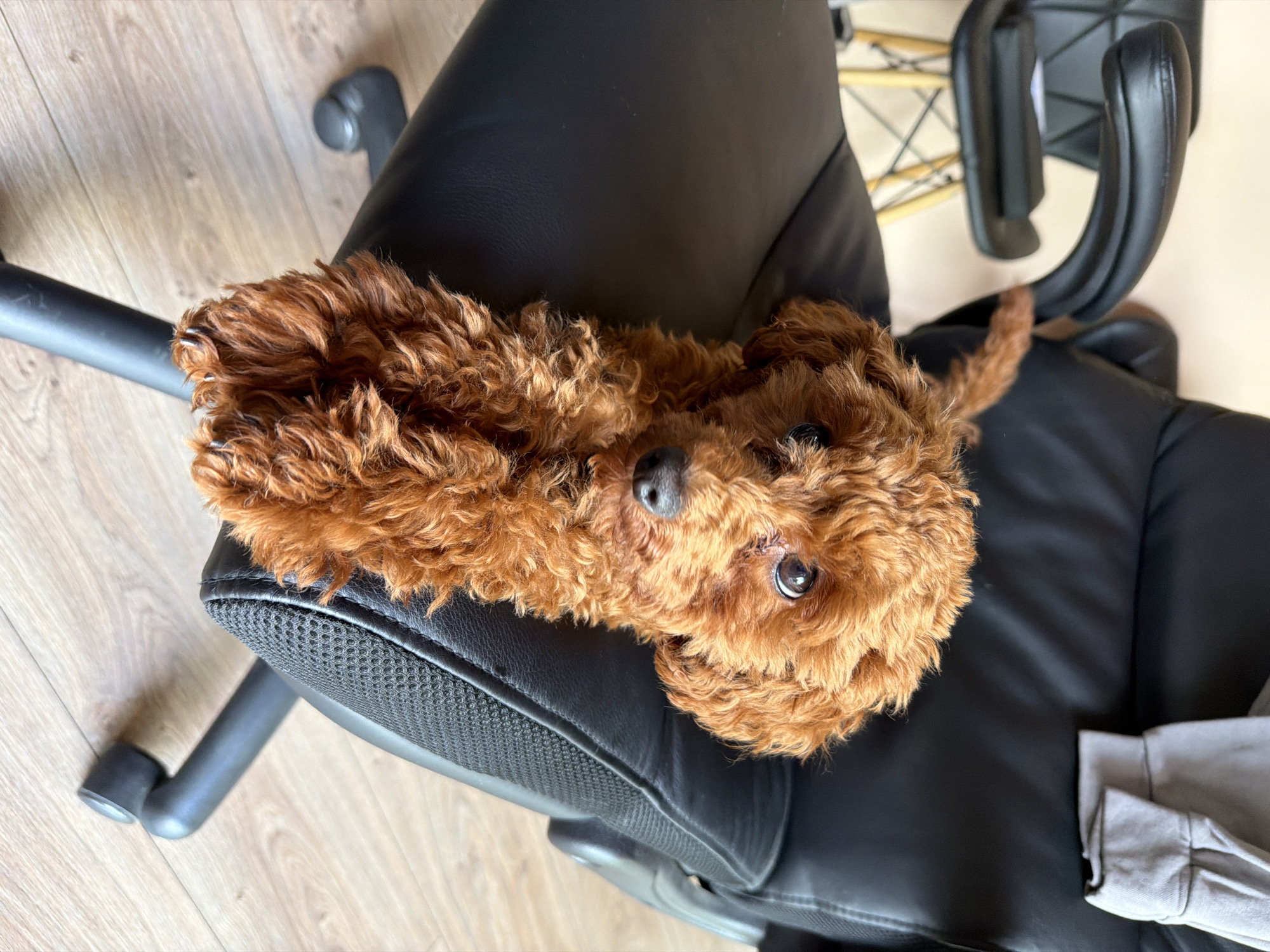 A brown toy poodle is lying on a black office chair. The poodle's fur is curly and appears to be a reddish-brown color. Its eyes are dark brown and it is looking directly at the camera. The chair is black and made of leather, with a mesh back. The chair has wheels and is on a wooden floor. In the background, another chair and a wall are visible. There is also a gray garment draped over the back of the chair. The scene appears to be indoors, possibly in a home or office.
