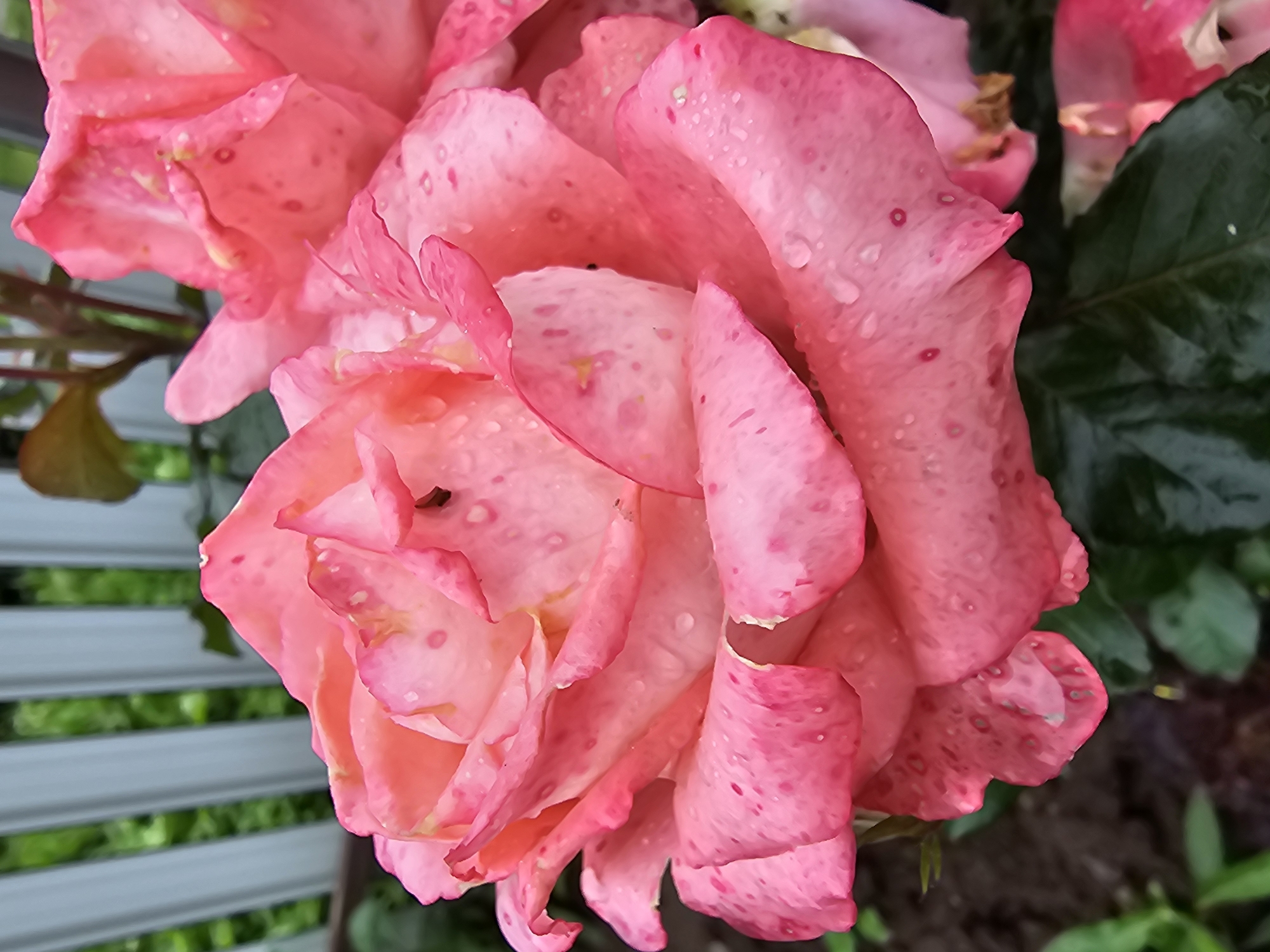 A close-up, slightly angled shot showcases a large, vibrant pink rose with darker pink speckles and water droplets on its petals. The rose is in full bloom, with its petals unfurling in a delicate spiral. The background is softly blurred, revealing a white picket fence and green foliage, suggesting an outdoor garden setting. The overall lighting is soft and natural. The image is taken in the city of Kalinovka, Russia.
