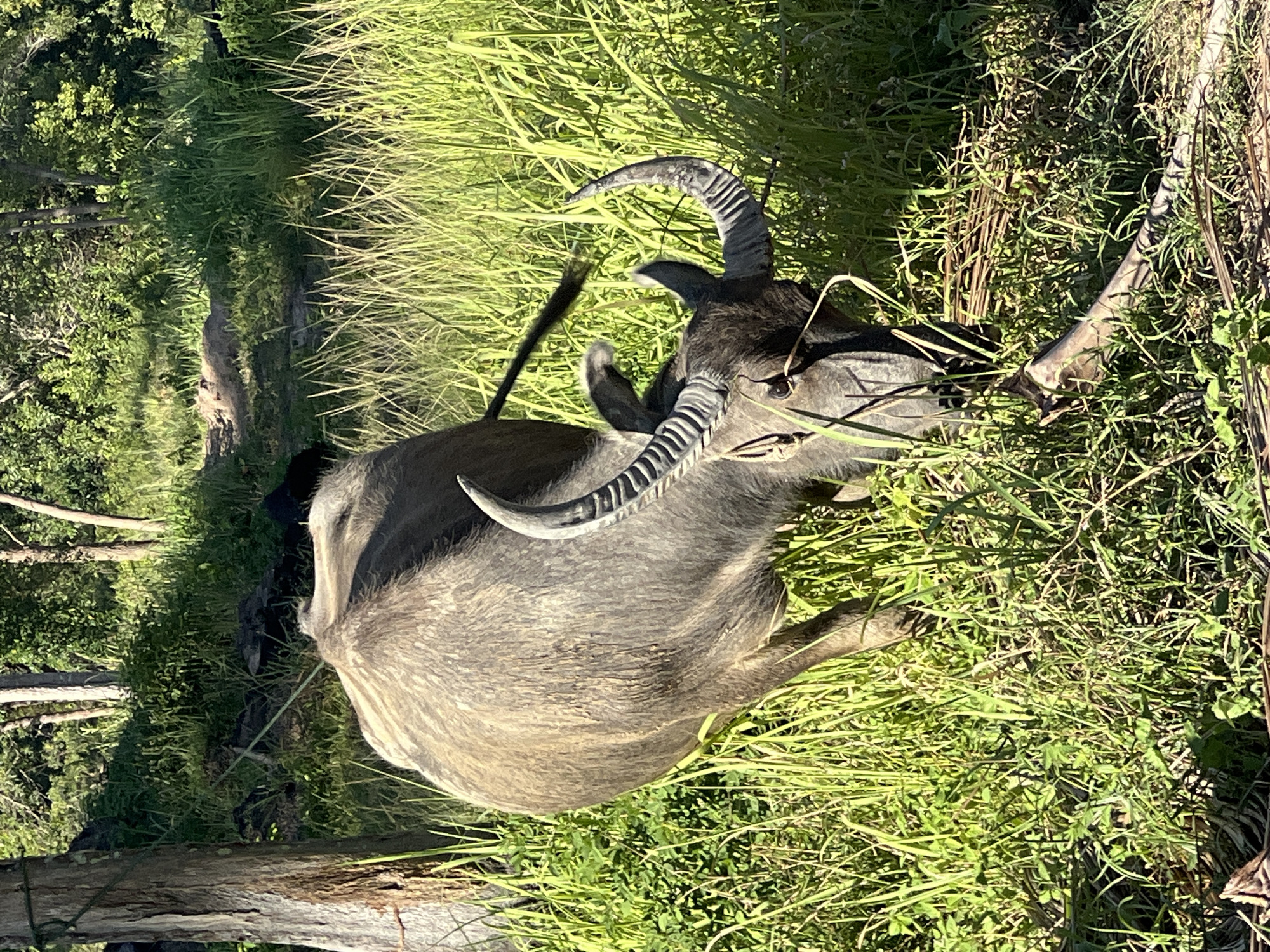A water buffalo is grazing in a grassy area with trees in the background. The buffalo is facing away from the camera, with its head down eating. The buffalo has large, curved horns. The sun is shining, creating shadows on the ground. The scene is in a rural area of Ko Pha-ngan District, Thailand.