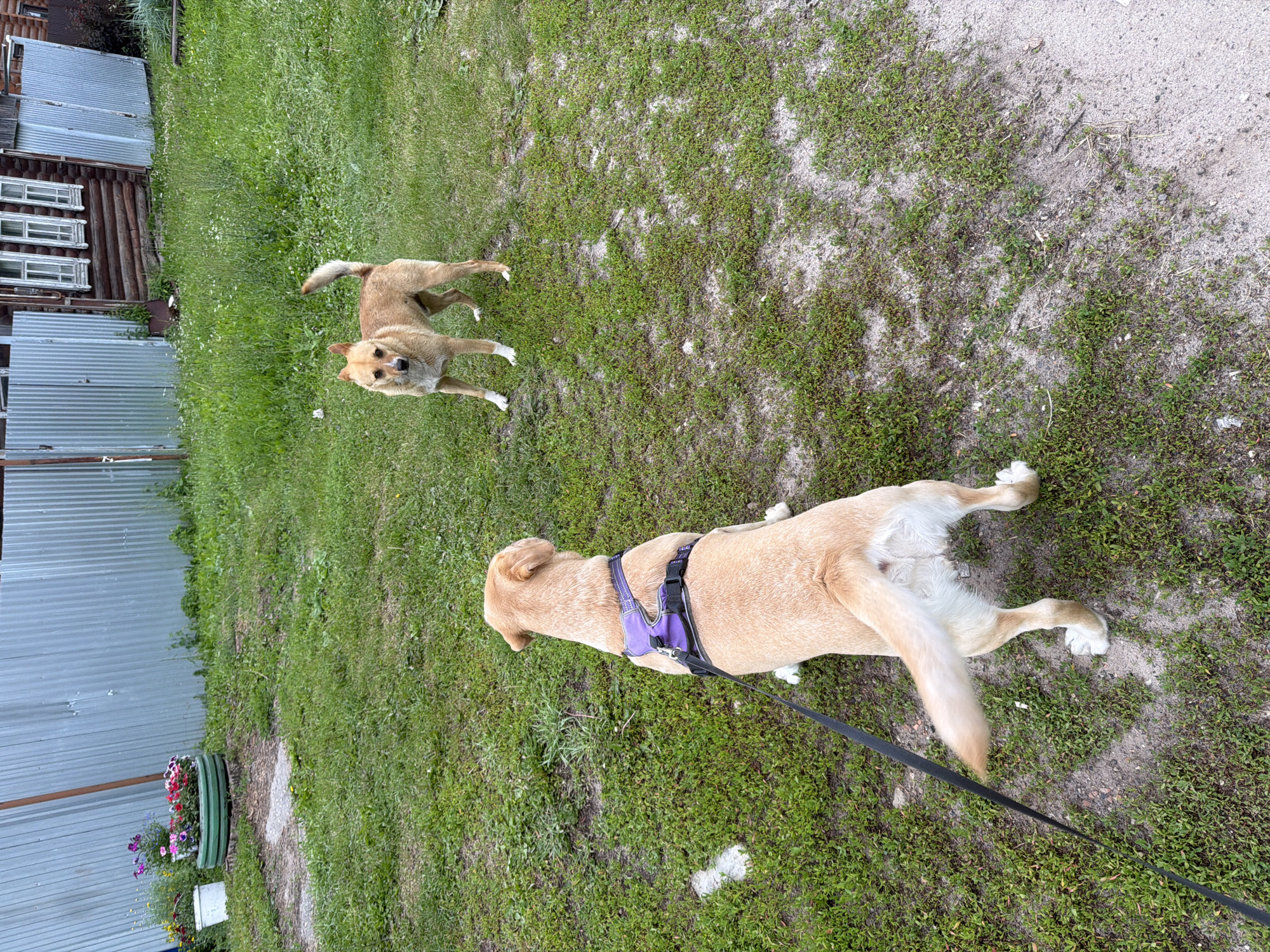 Two dogs are in a grassy yard. In the foreground, a light brown dog wearing a purple harness and black leash is facing away from the camera. In the background, a tan dog with white paws and chest stands facing the light brown dog. Behind the dogs, there is a wooden house with white-trimmed windows and a corrugated metal fence. Flower pots are visible near the fence on the left side of the image. The ground is a mix of grass and dirt.