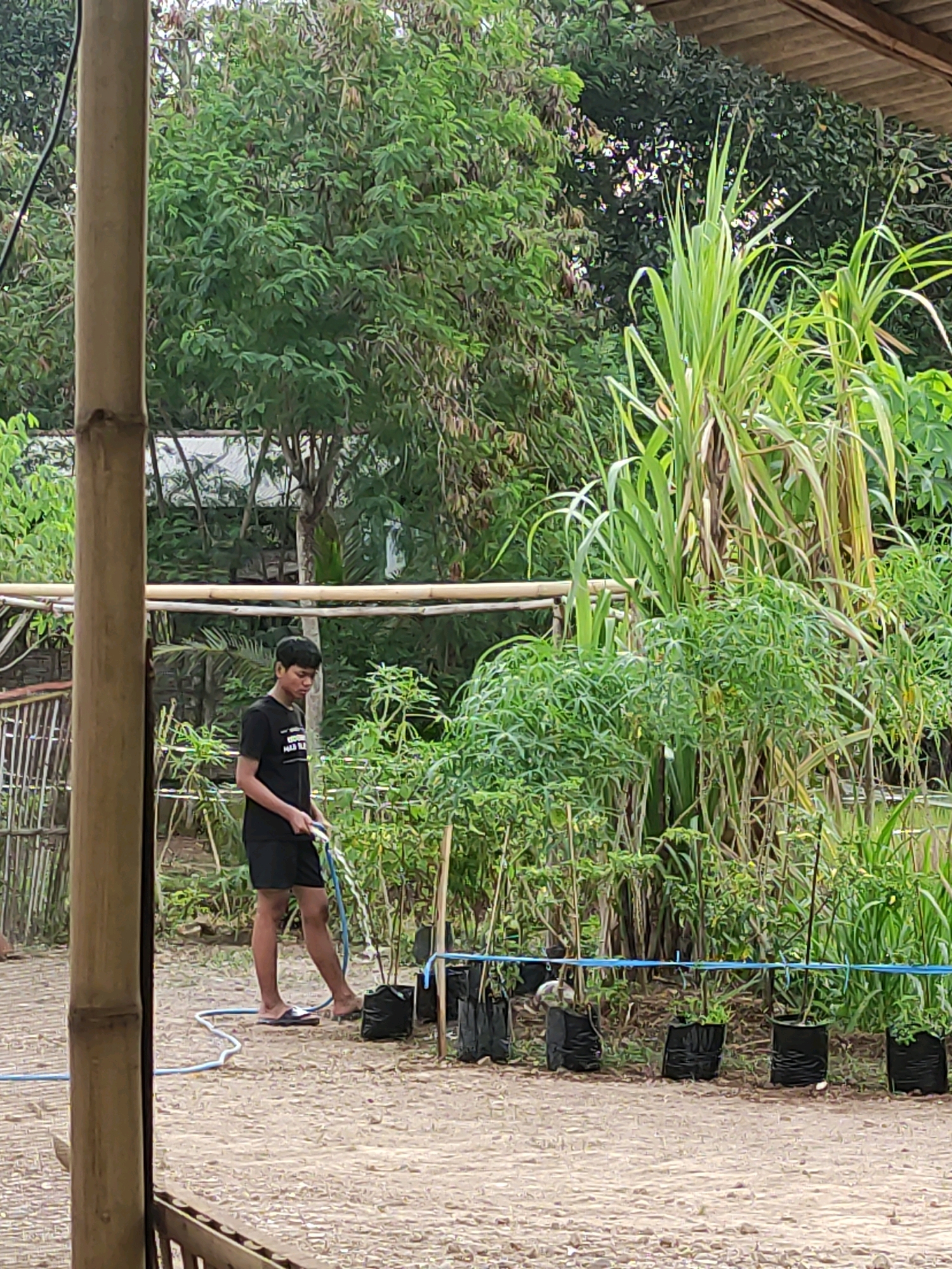 A young male is watering plants in an outdoor garden. He is wearing a black t-shirt and black shorts, and flip-flops. The garden has several rows of young plants in black bags, with some tall green stalks in the background. A blue hose is being used to water the plants. The ground is dirt and gravel, and a bamboo pole is visible in the foreground. The overall scene suggests a rural or suburban environment in Tiudan, Indonesia.