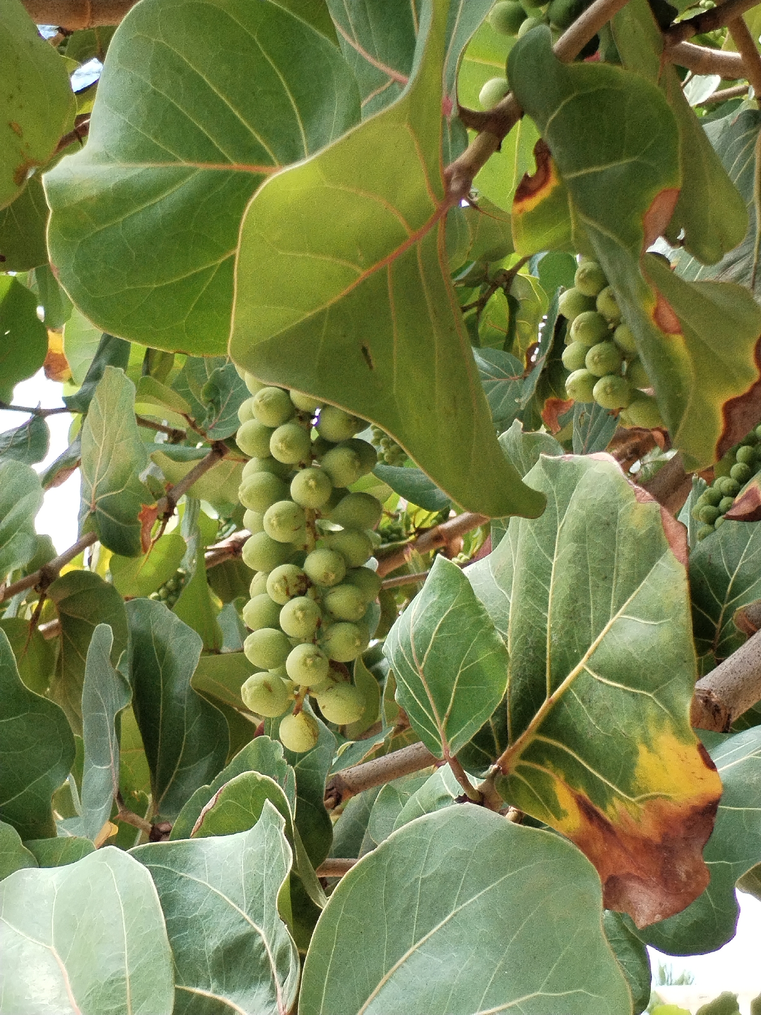 The image presents a vibrant, sunlit close-up of a Sea Grape tree (Coccoloba uvifera), showcasing its characteristic foliage and developing fruit clusters. The setting is outdoors, bathed in bright daylight.
The frame is filled with large, paddle-shaped leaves, predominantly a rich green. These leathery leaves feature distinctive, lighter-colored veins that fan out across their surface, creating a prominent network. Some of the leaves exhibit natural variations in color, with areas of yellow and brown discoloration appearing along the edges, indicative of maturity or exposure.
Nestled among the leaves are several dense bunches of small, spherical, green fruits. These unripe fruits are tightly clustered on short stems, resembling miniature grapes. One particularly large cluster hangs centrally, showcasing the uniform size and smooth texture of the individual fruits.
Sturdy brown branches of the tree are interspersed throughout the dense greenery. The overall impression is one of lush, healthy growth typical of coastal tropical environments. This scene is consistent with the provided location context of Nha Trang Ward, Vietnam. No human activity, visible text, or specific weather conditions other than bright light are discernible.